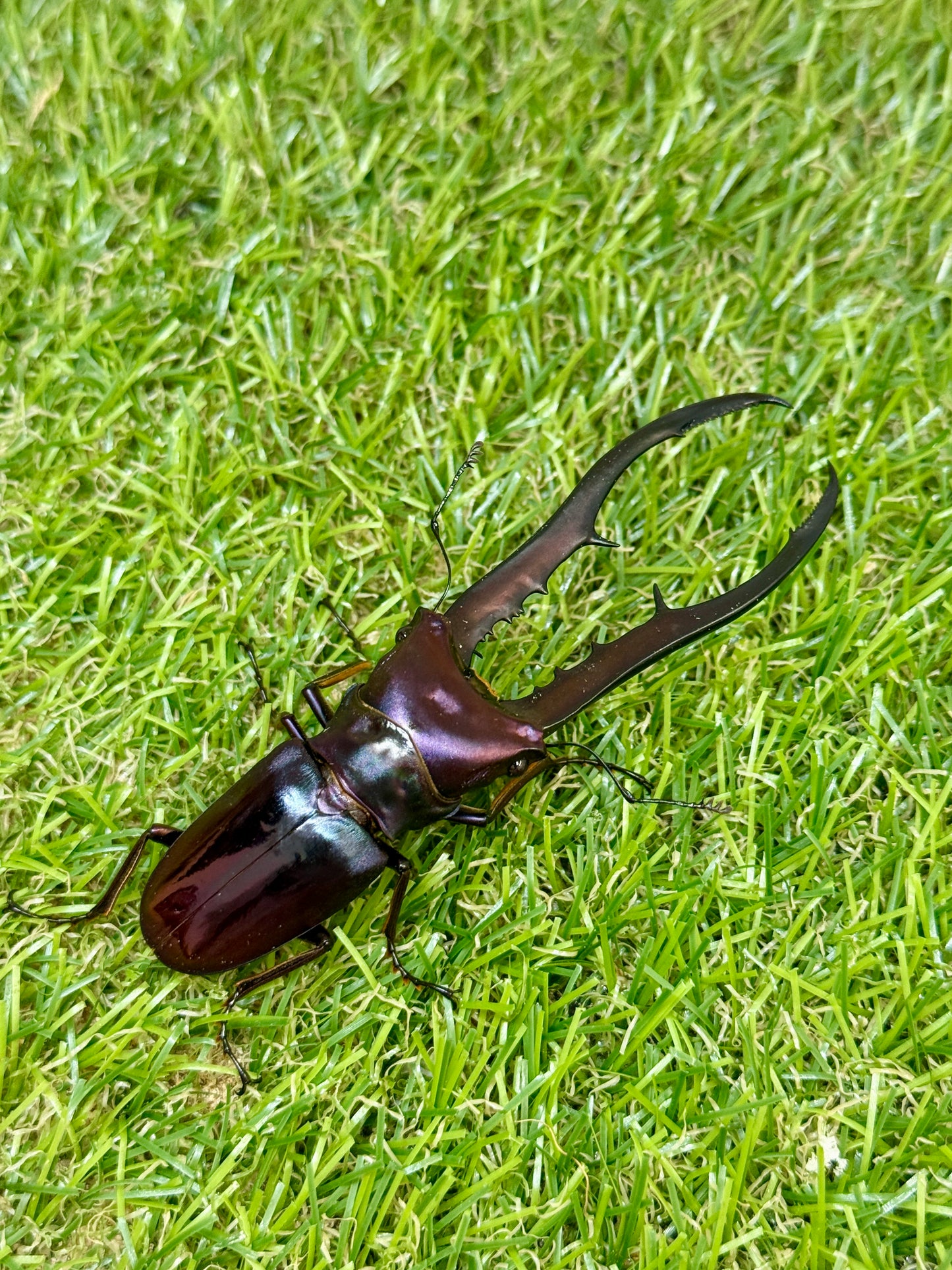 メタリフェルホソアカクワガタ　♂83.2mm成虫ペア