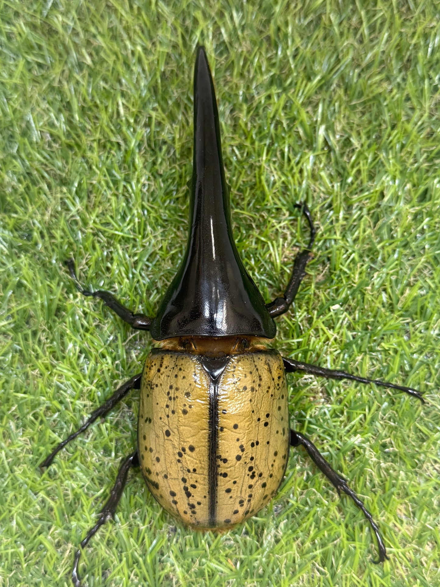 DH･ヘラクレス　♂148mm成虫ペア