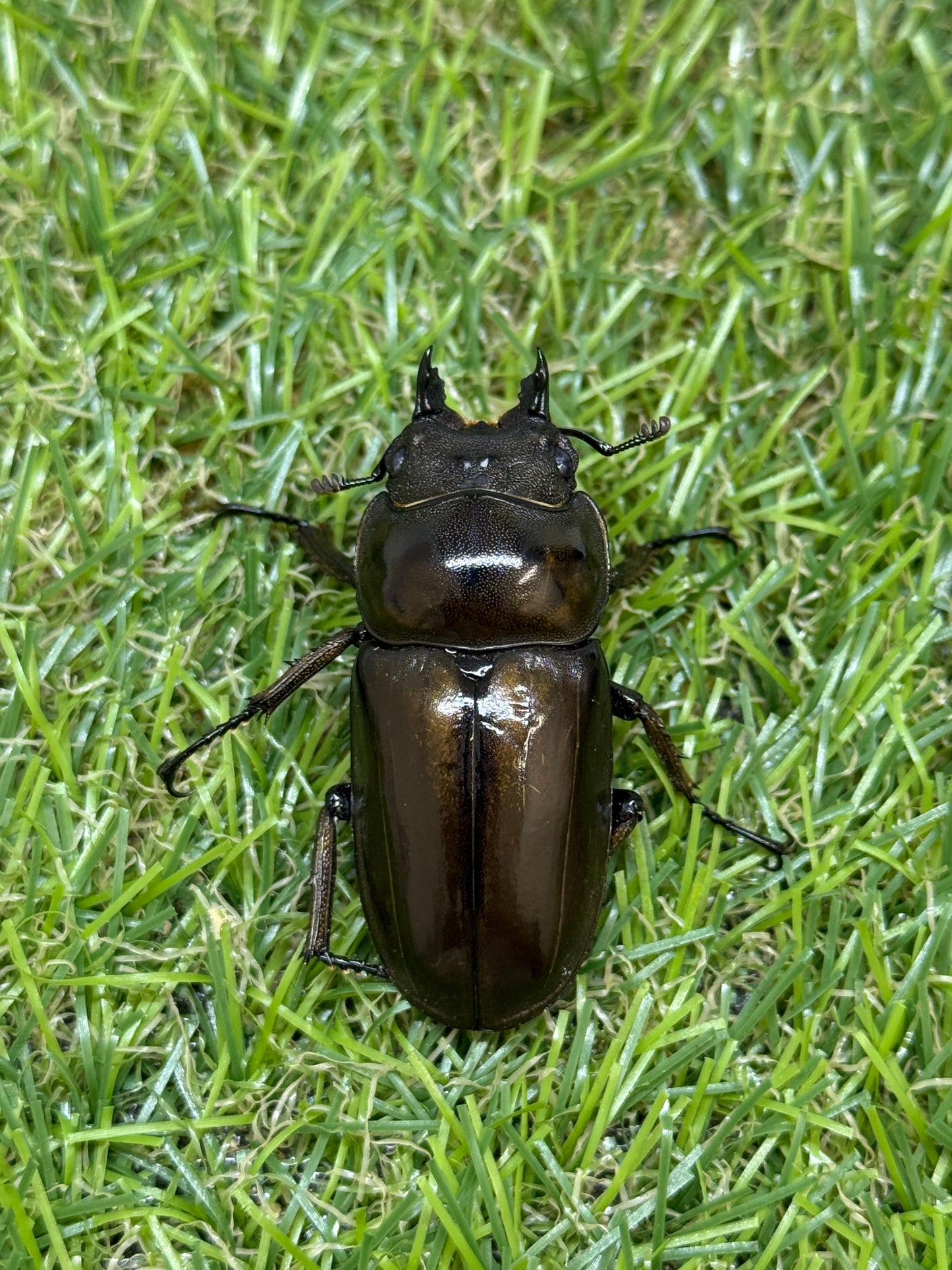 ババオウゴンオニクワガタ　♂54mm成虫ペア