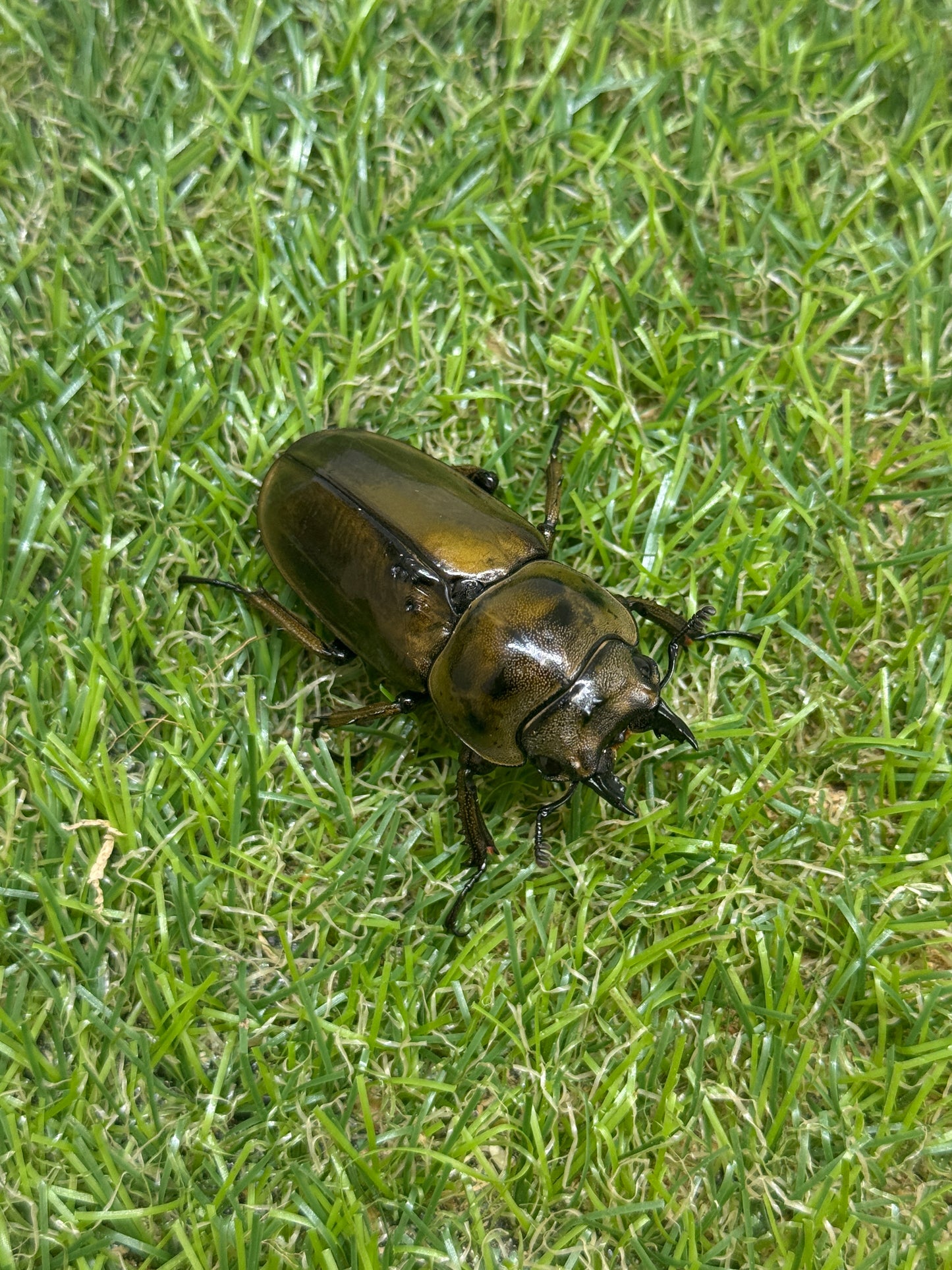 ババオウゴンオニクワガタ　♂61.3mm成虫ペア