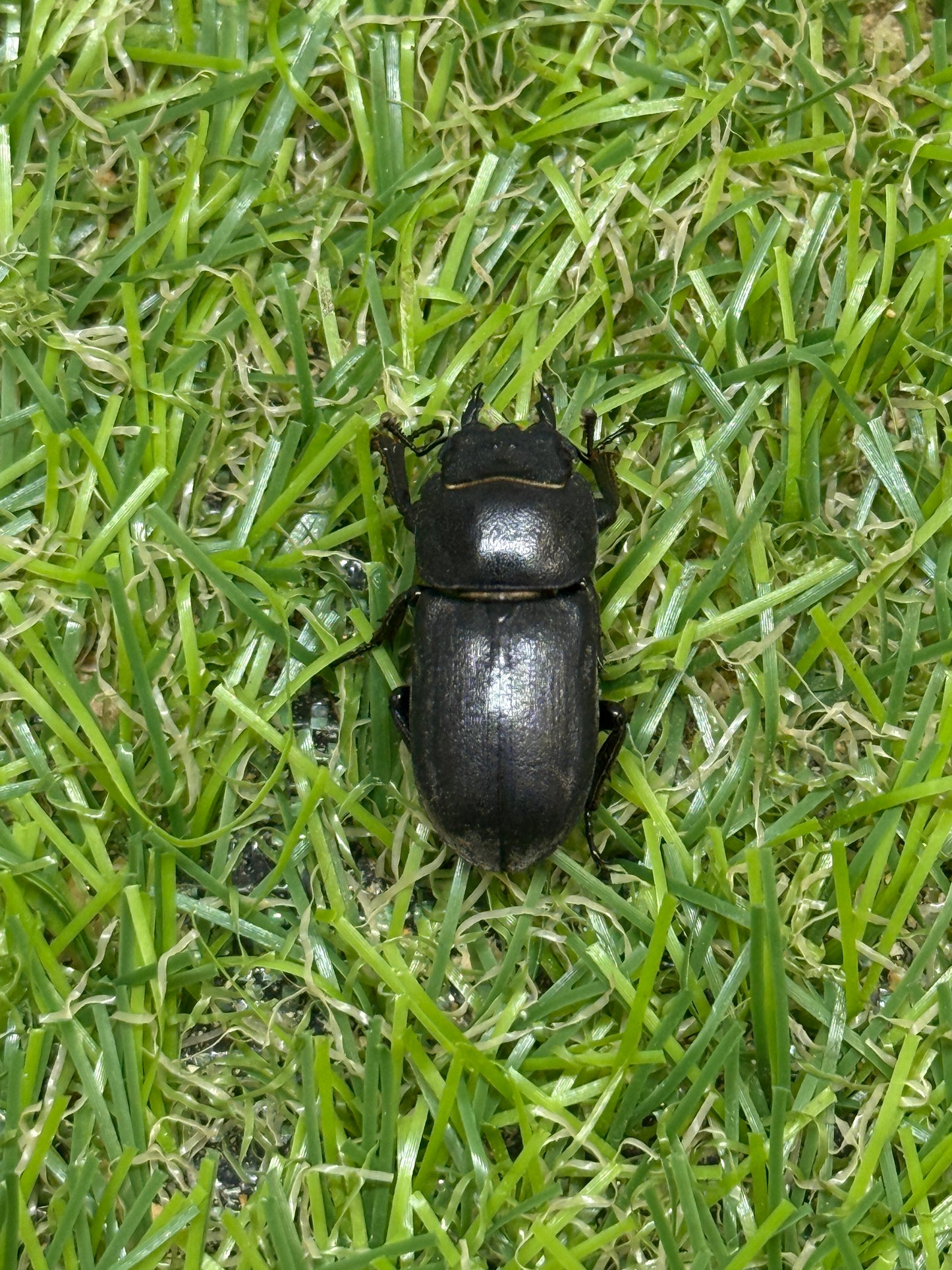 パラレリピペドゥスオオクワガタ ♂freeサイズ成虫ペア