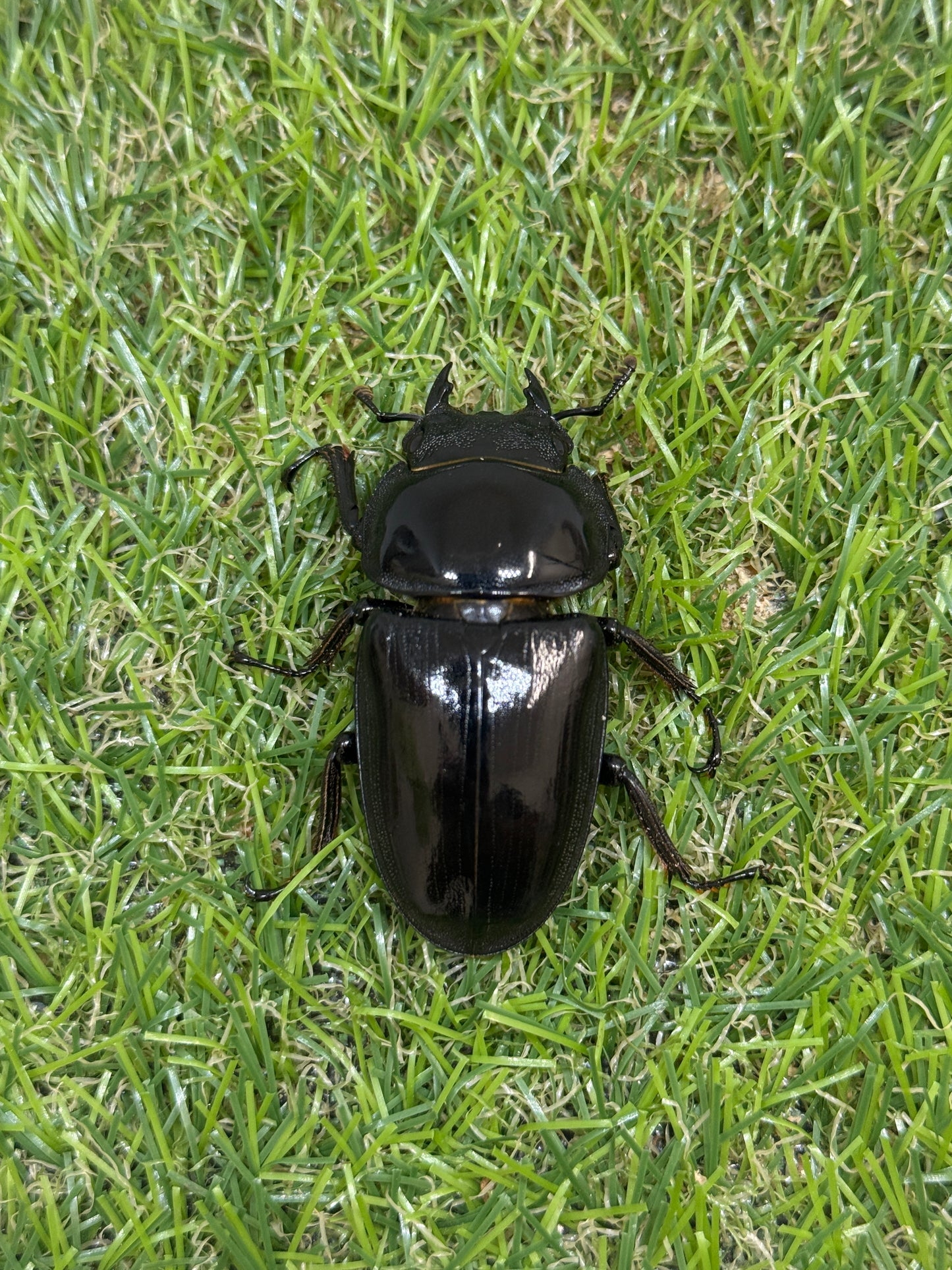 グランディスオオクワガタ　♂90.6mm成虫ペア　超大型