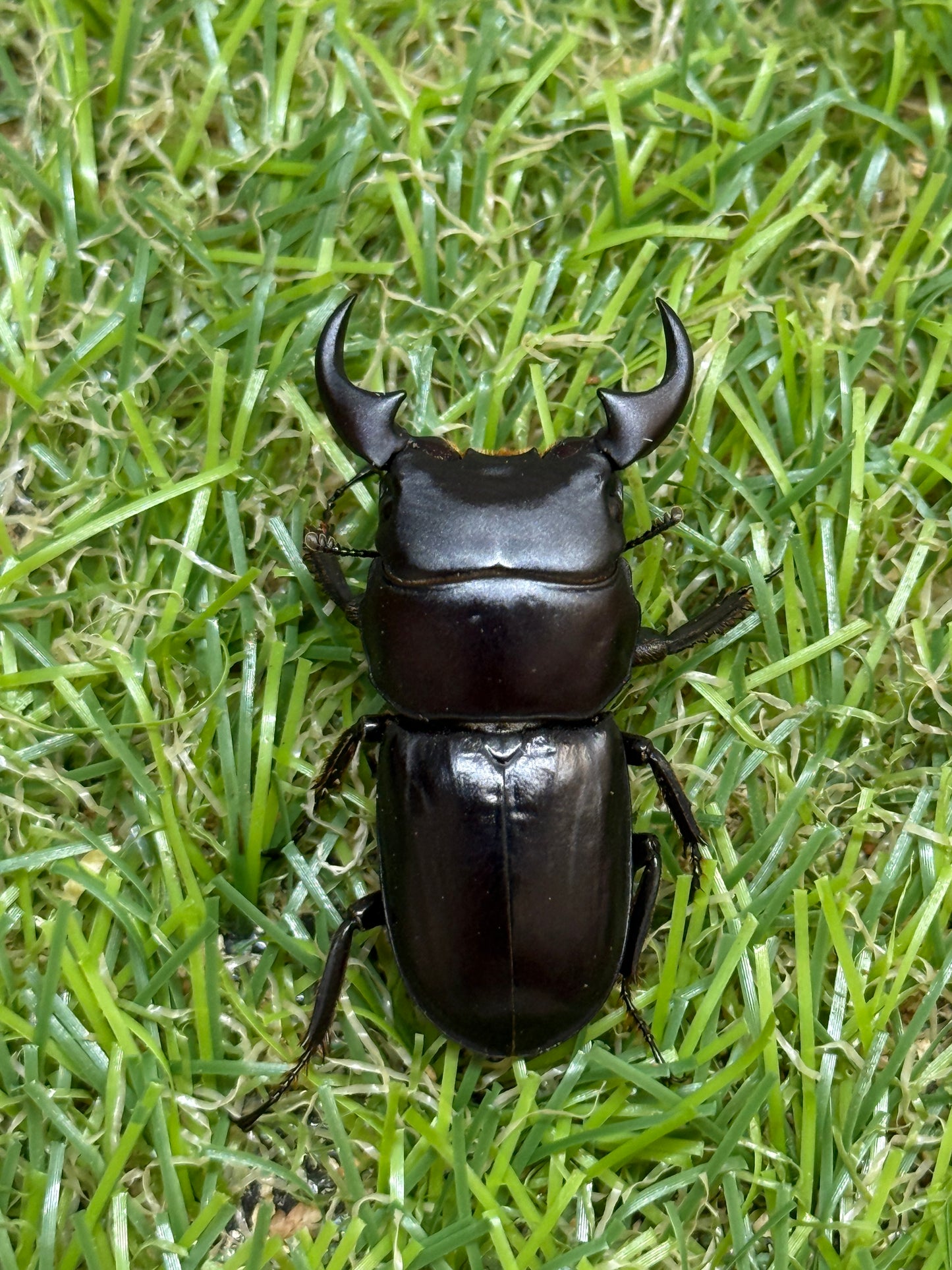 ミークヒラタクワガタ亜種ジャスミン　♂37.4mm成虫ペア