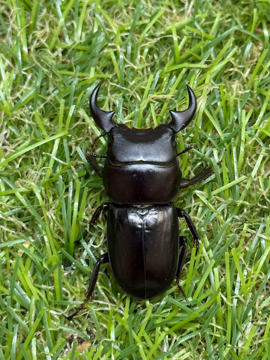 ミークヒラタクワガタ亜種ジャスミン　♂37.4mm成虫ペア