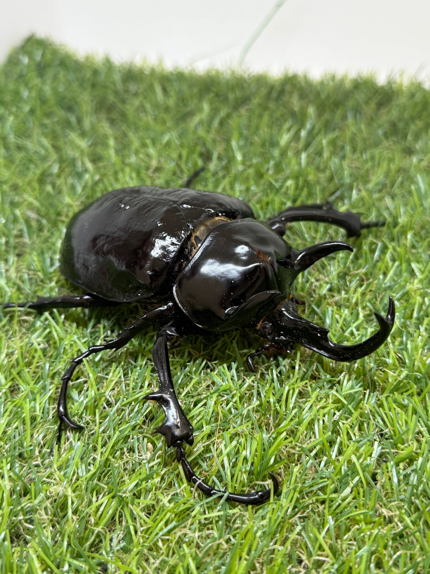マルスゾウカブト　♂106mm成虫ペア