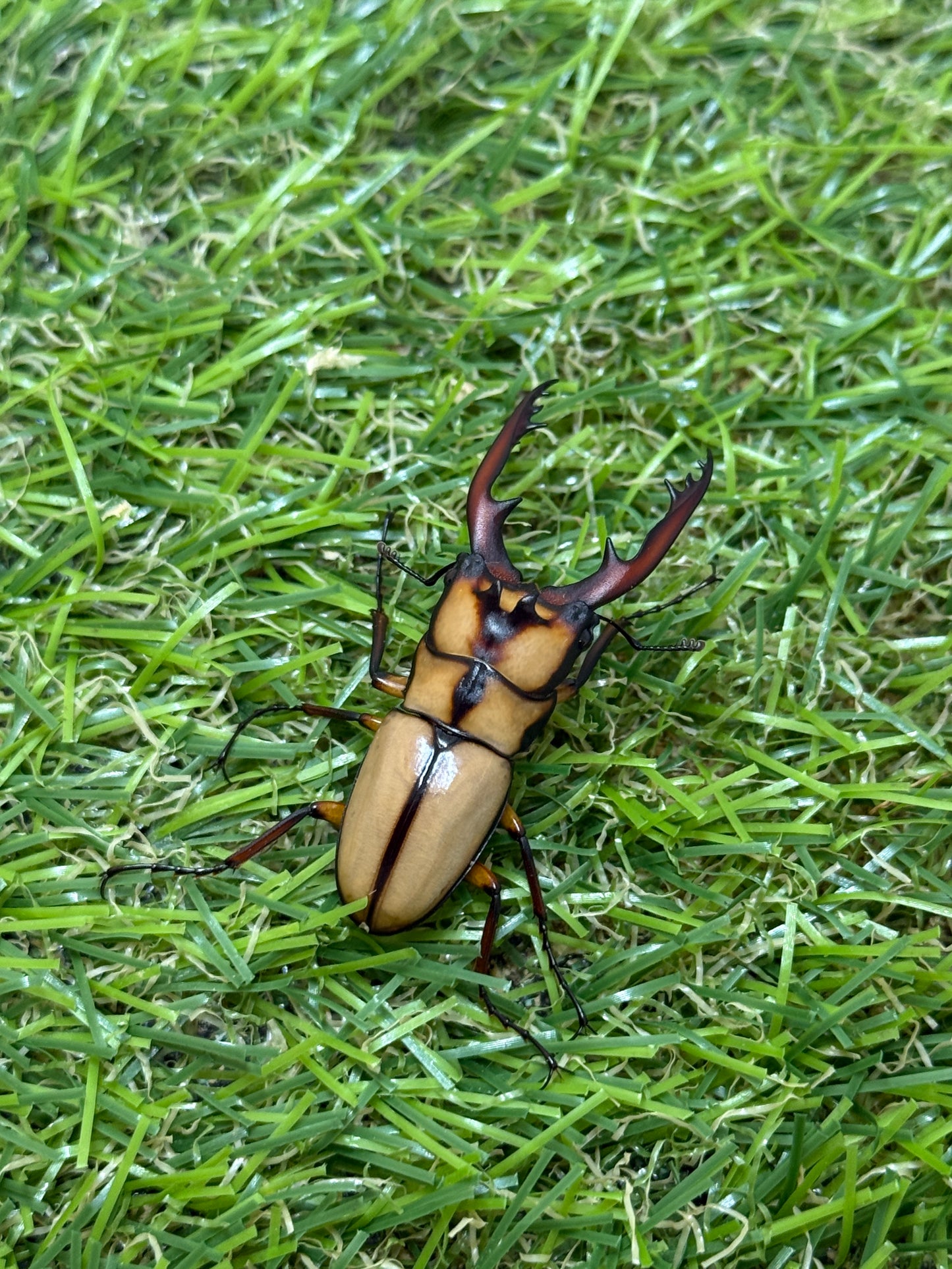 カネギエーテルノコギリクワガタ　♂39mm成虫ペア