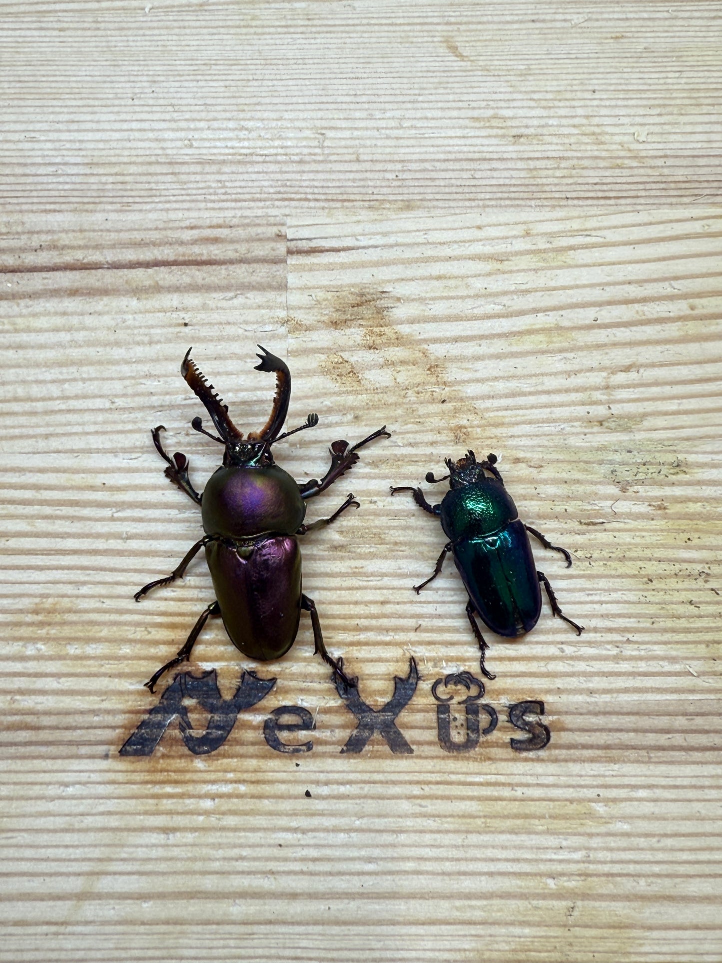 パプアキンイロクワガタ　♂freeサイズ成虫ペア