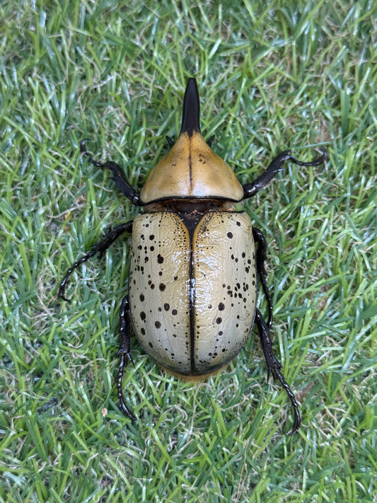ティティウスシロカブト　♂64mm成虫ペア