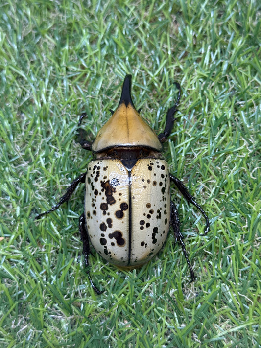 ティティウスシロカブト　♂65mm成虫ペア