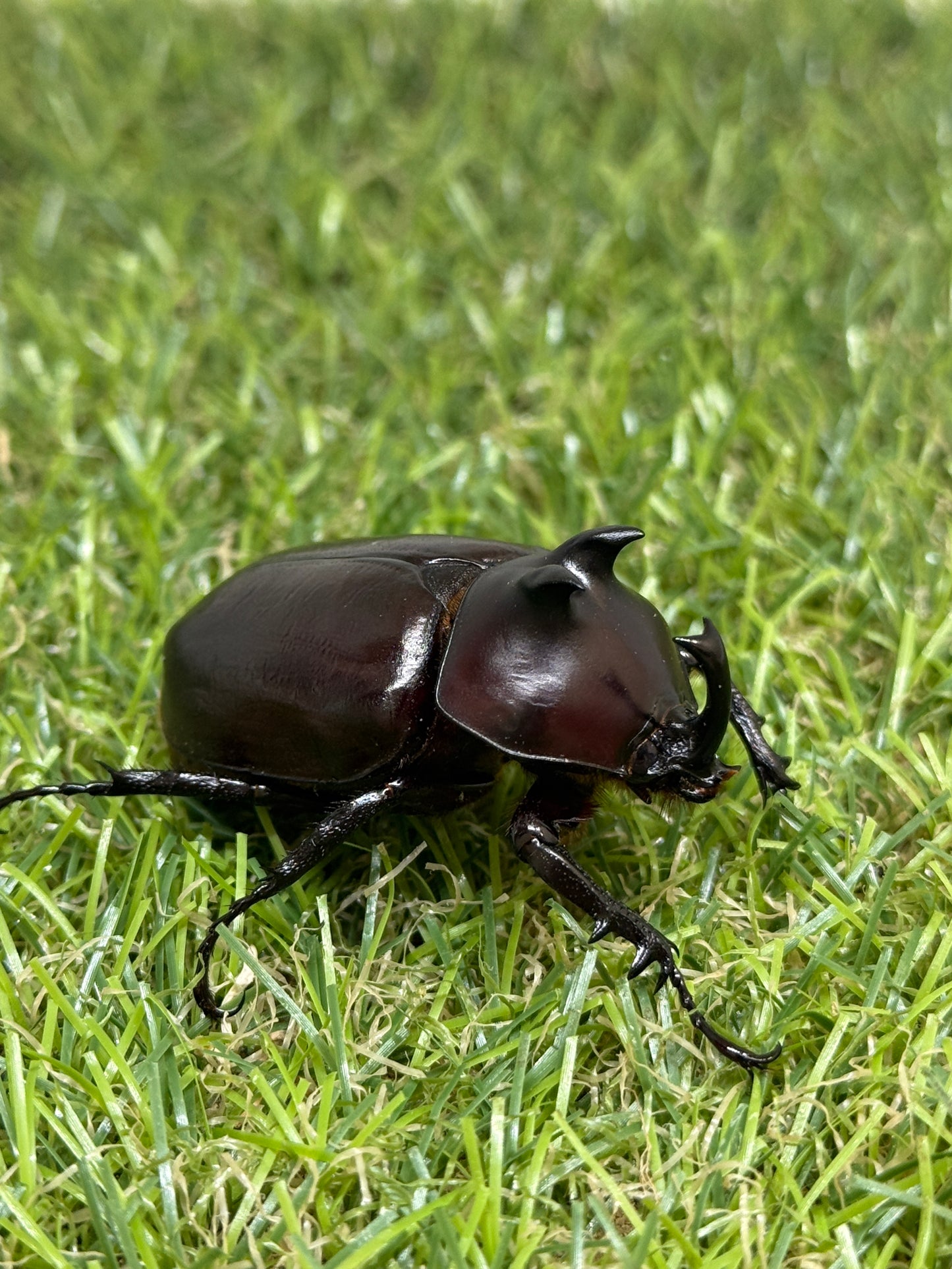 エンドウゴホンヅノカブト　♂46mm成虫ペア