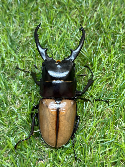 ラフェルトノコギリクワガタ　♂75mm成虫トリオ