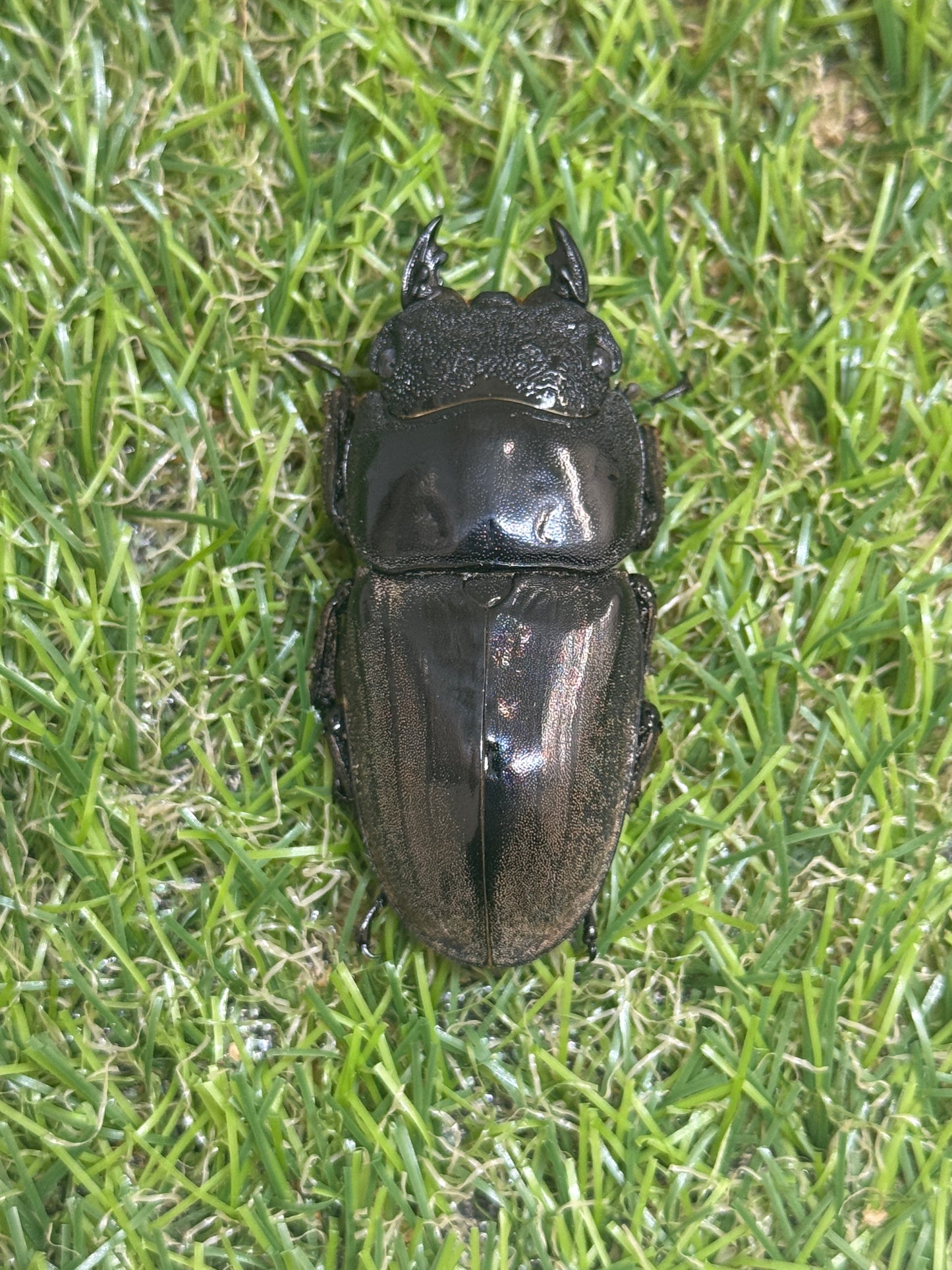 スマトラヒラタクワガタ　♀55mm単品