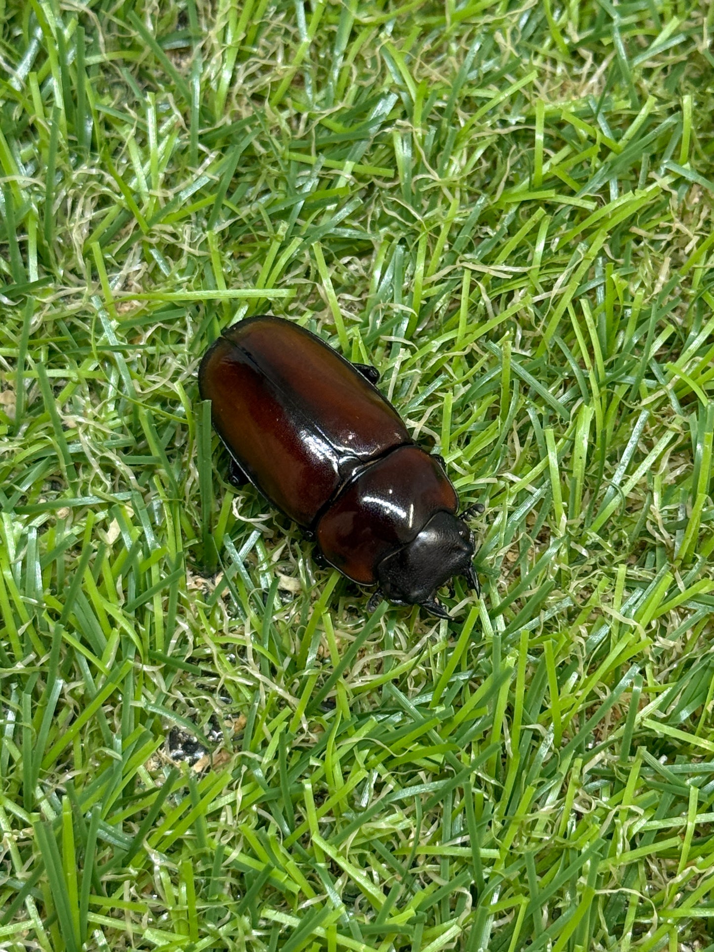 フスクスノコギリクワガタ　♂41mm成虫ペア