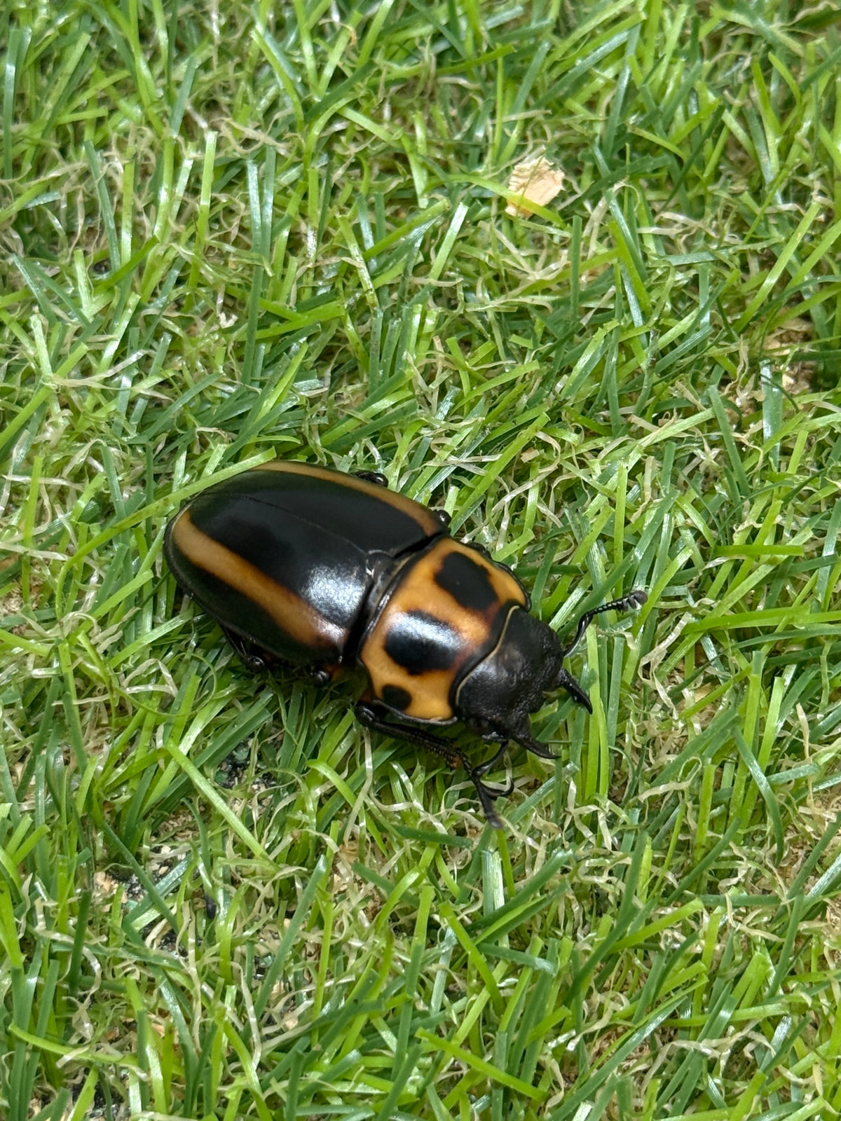 メンガタメリークワガタ　♂51mm成虫ペア