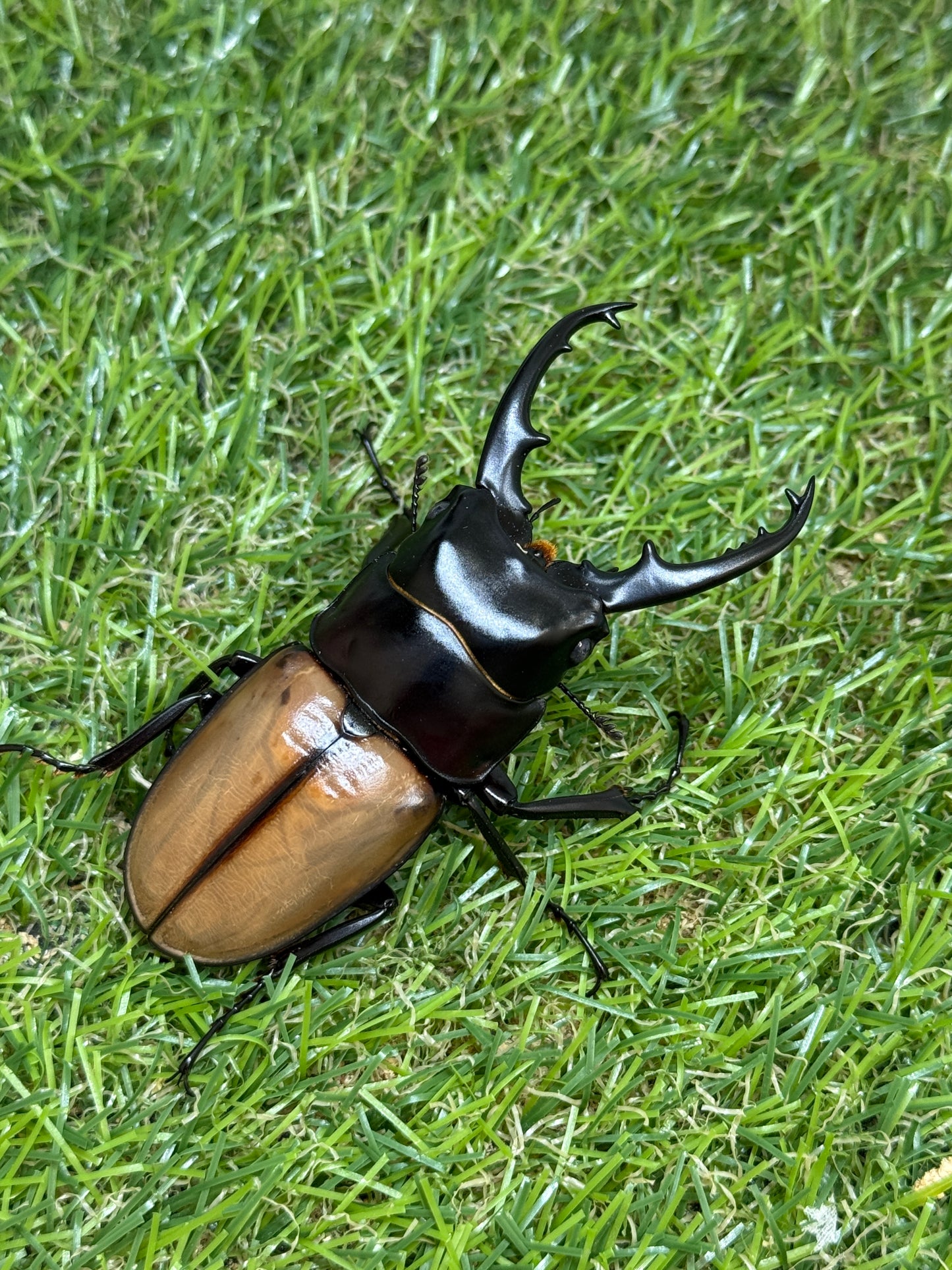 ラフェルトノコギリクワガタ　♂75mm成虫トリオ