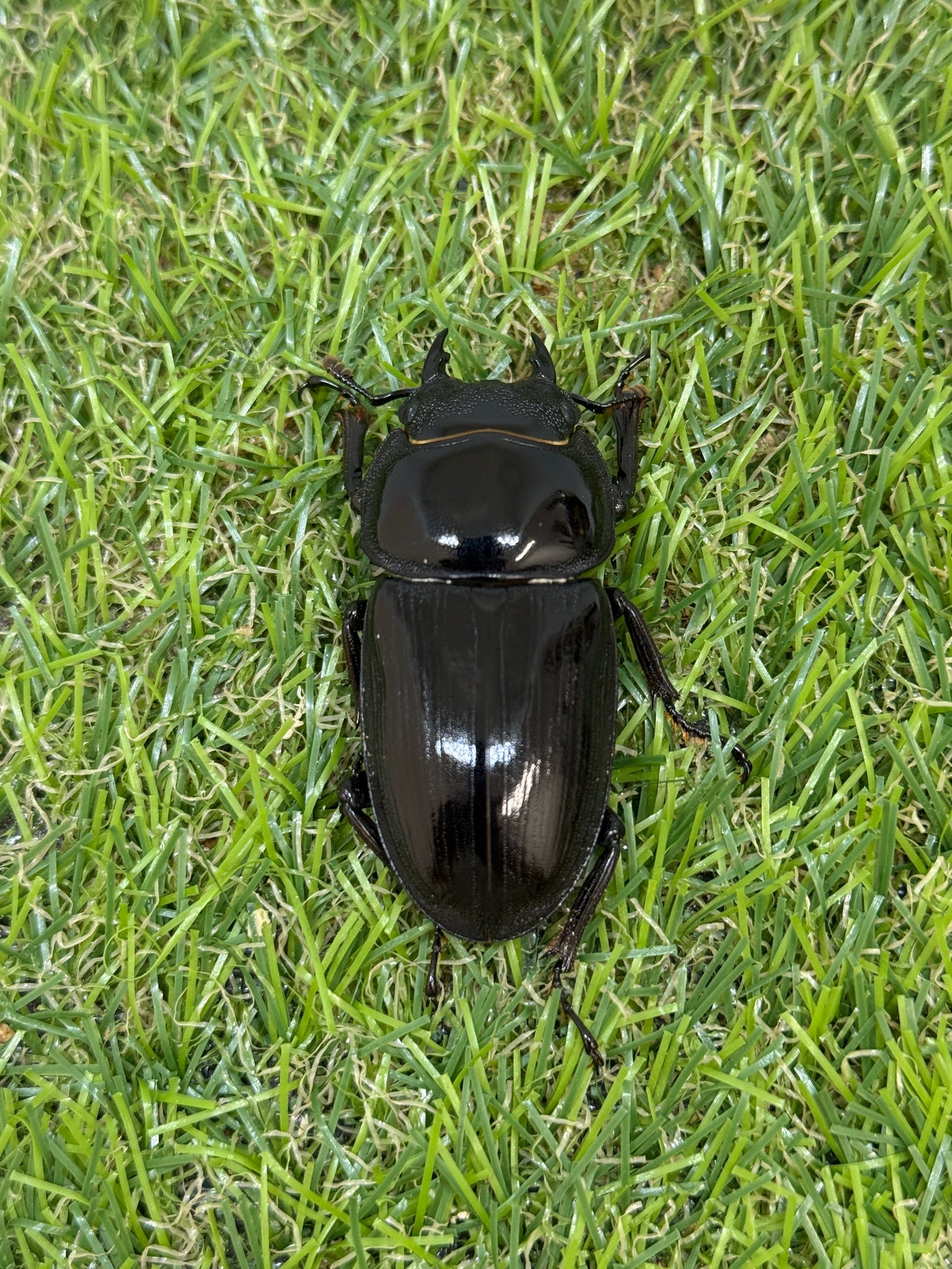 グランディスオオクワガタ　♂81.4mm成虫ペア