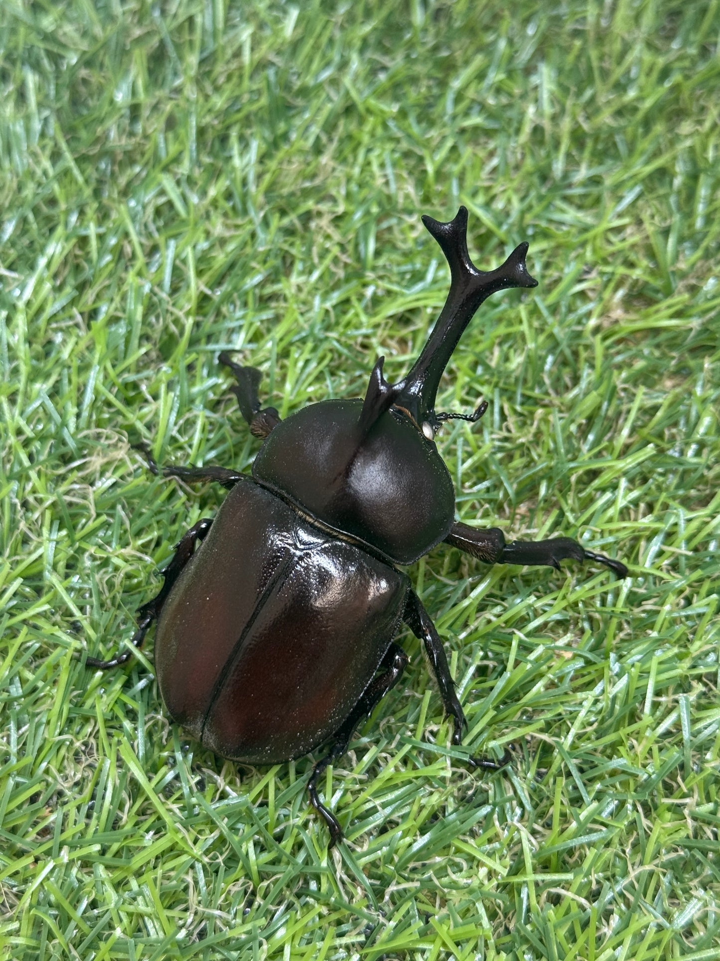 カブトムシ(ホワイトアイ血統)　サイズfree成虫ペア