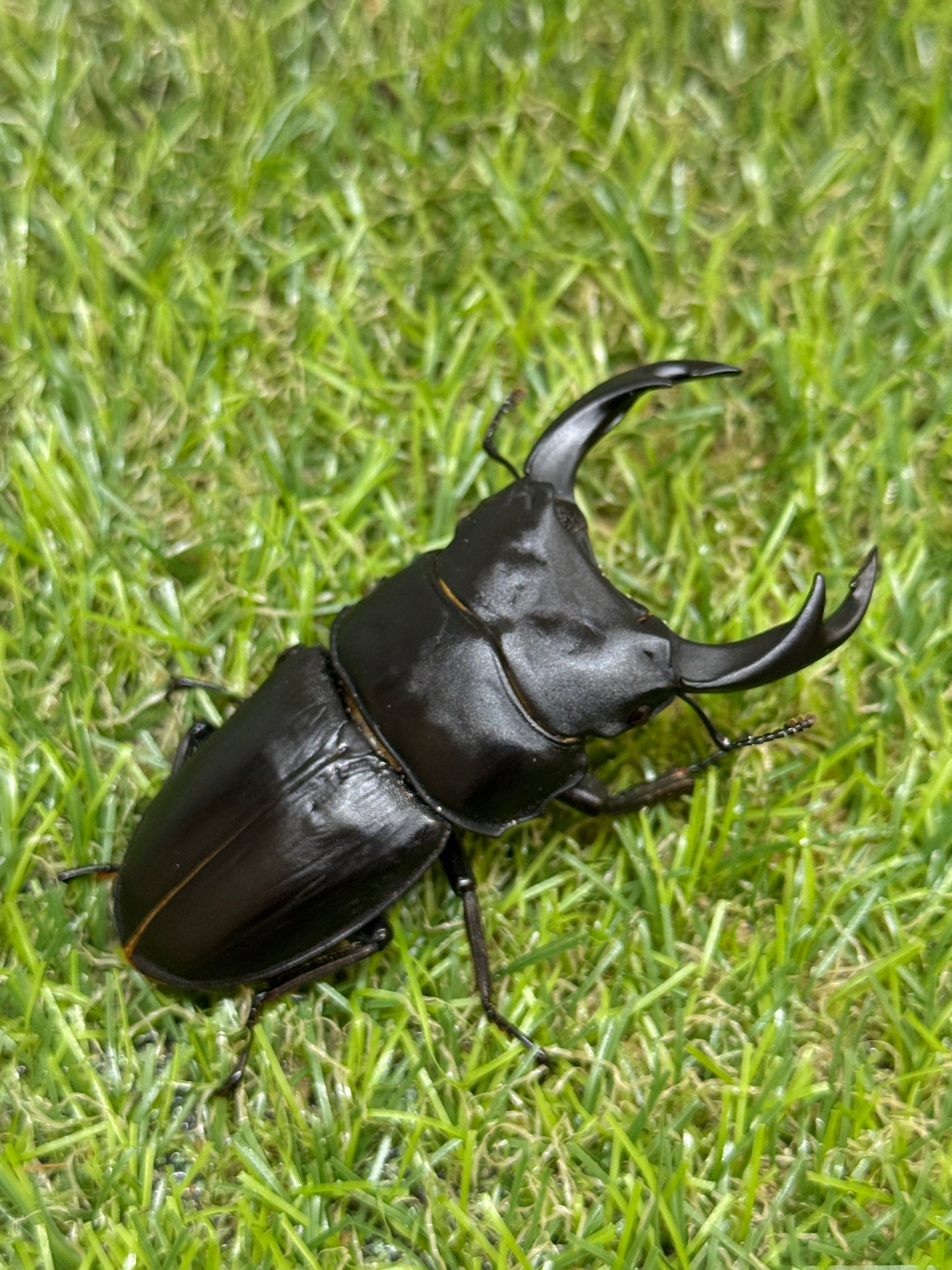 オオクワガタ 久留米　♂72mm成虫ペア