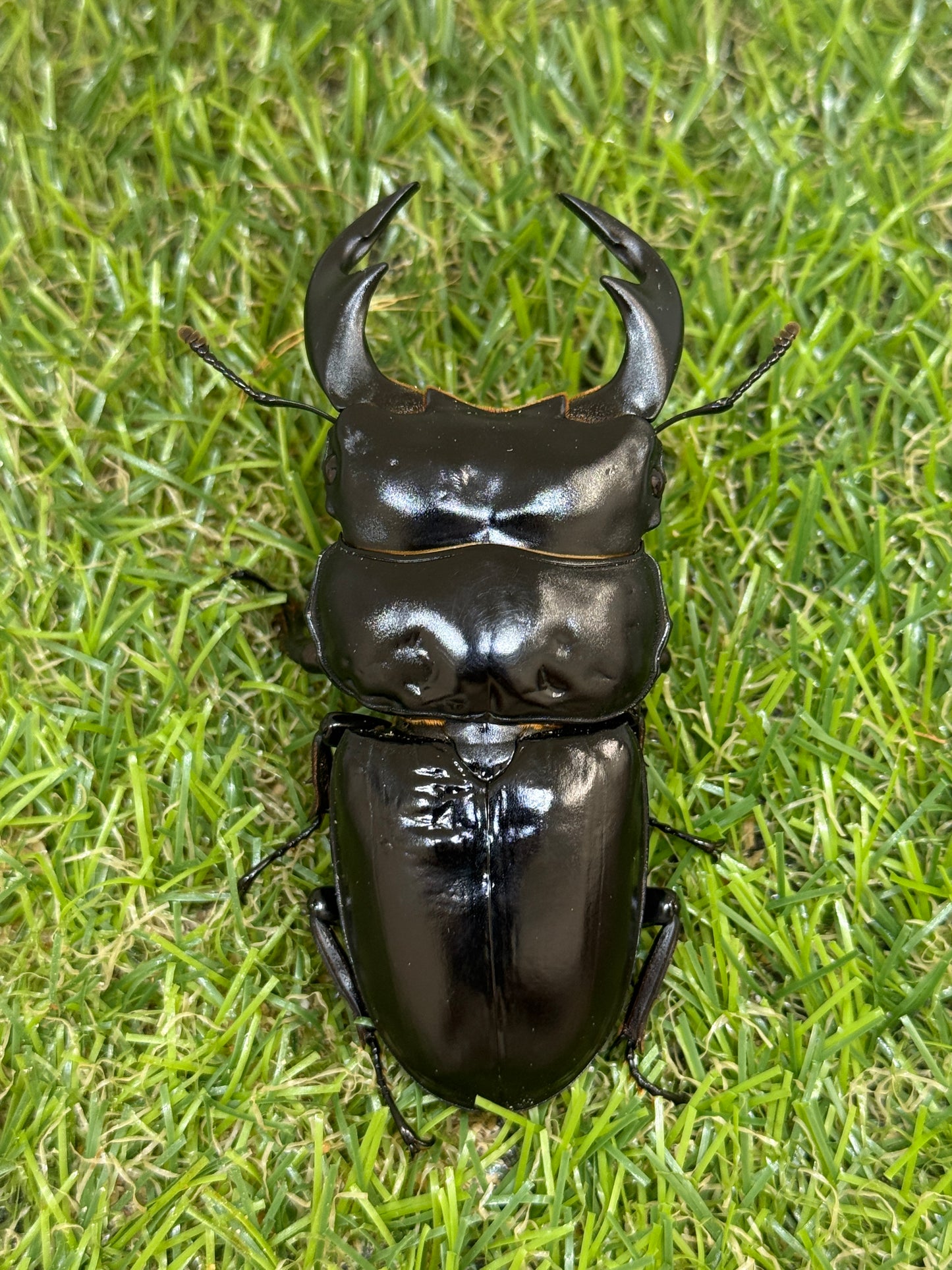 インドアンタエウスオオクワガタ　♂76mm単品