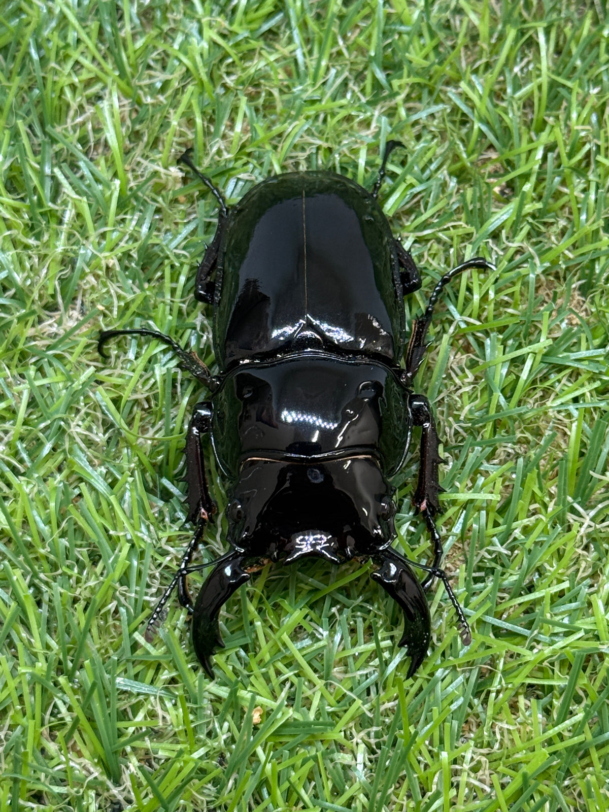 レギウスオオツヤクワガタ　♂66mm成虫ペア