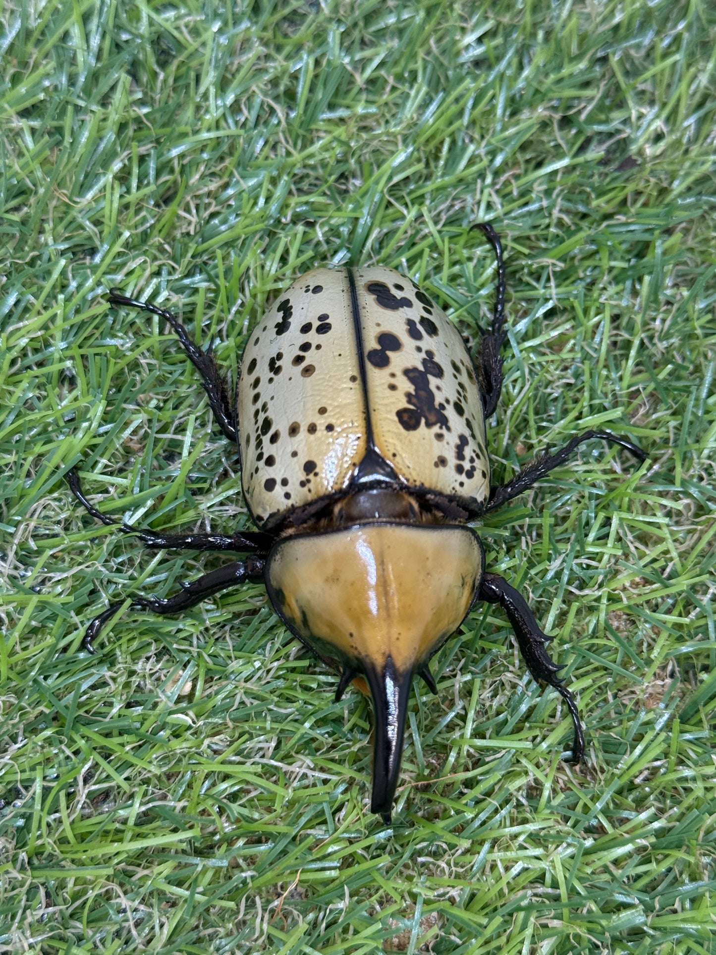 ティティウスシロカブト　♂65mm成虫ペア