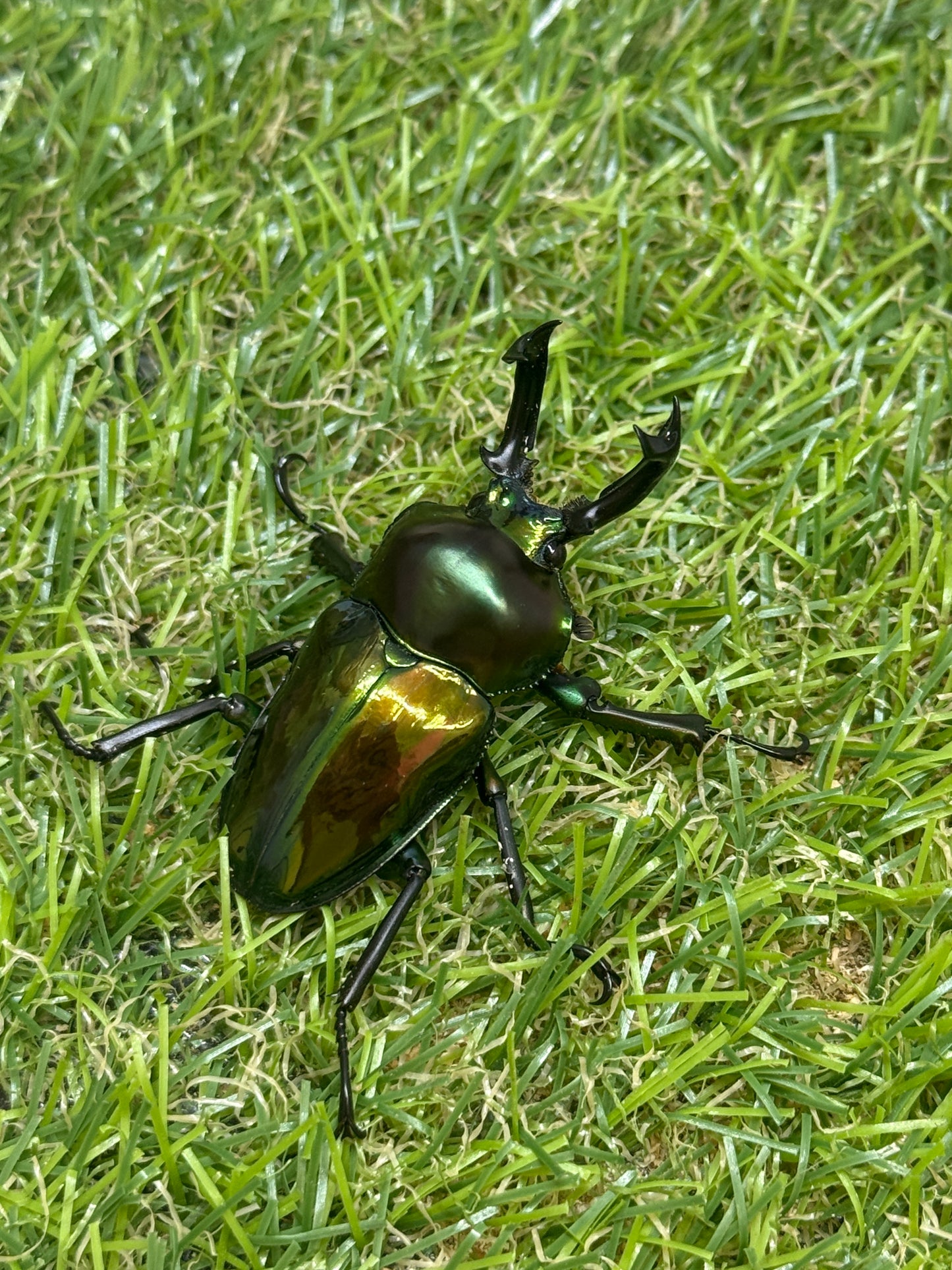 ニジイロクワガタ　♂49.9mm成虫ペア