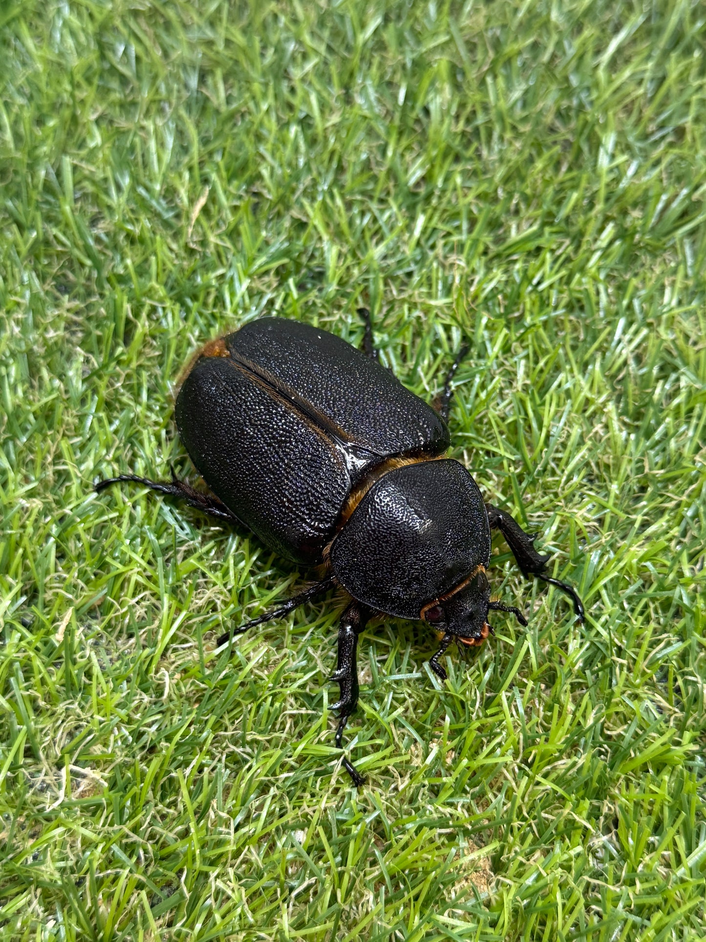 サタンオオカブト　♂100mm成虫ペア