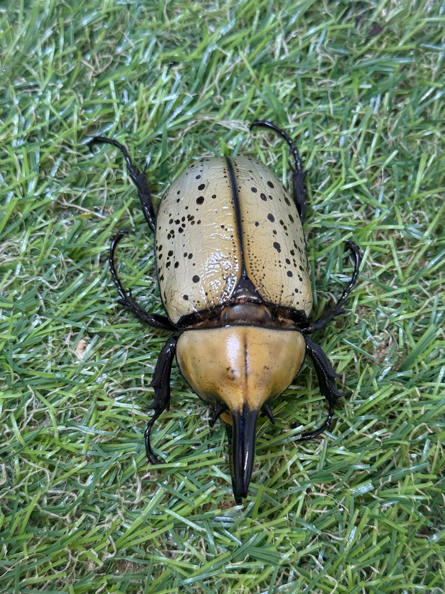 ティティウスシロカブト　♂64mm成虫ペア