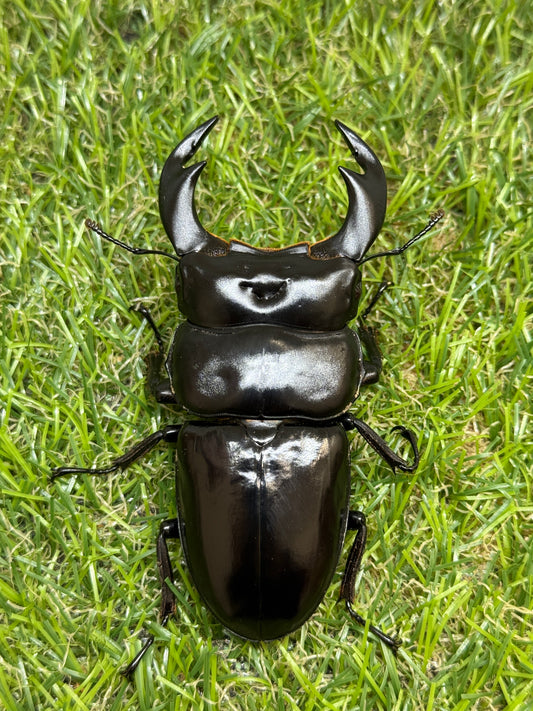 インドアンタエウスオオクワガタ(ガントク)　♂82.7mm成虫ペア