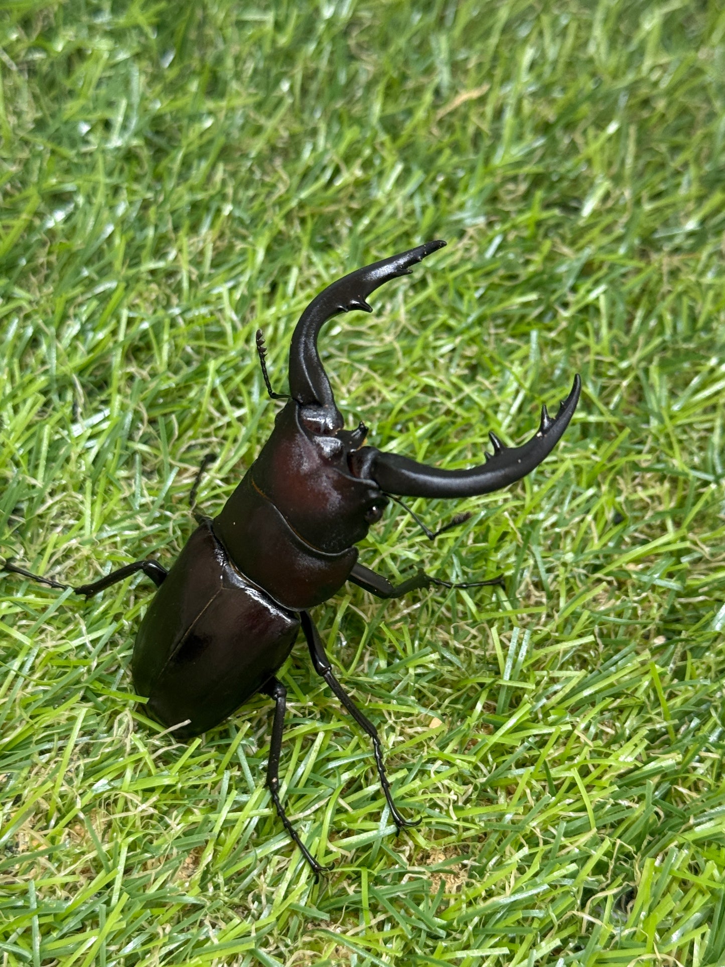 アマミノコギリクワガタ ♂65.8mm成虫ペア
