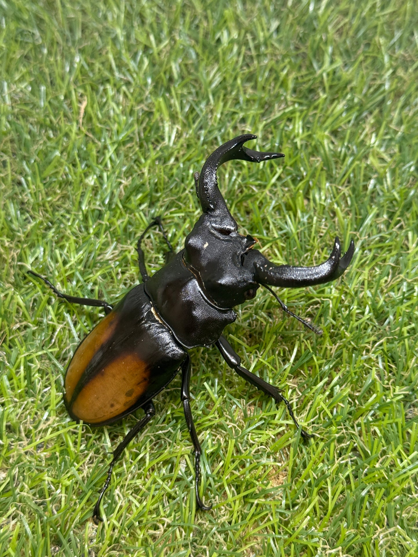 パリーフタマタクワガタ(セアカフタマタクワガタ)　♂82.3mm成虫ペア