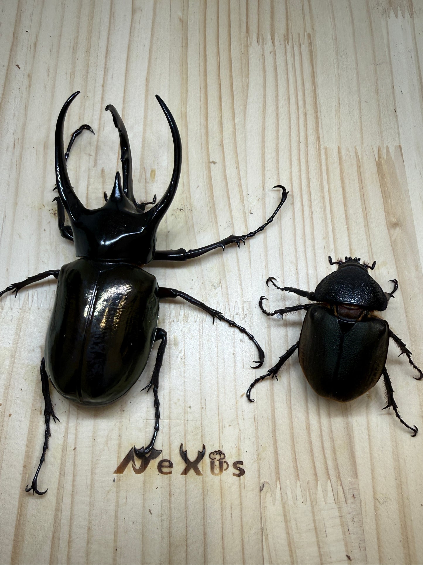 コーカサスオオカブト(西ジャワ　スカブミ)　♂108.6mm成虫ペア