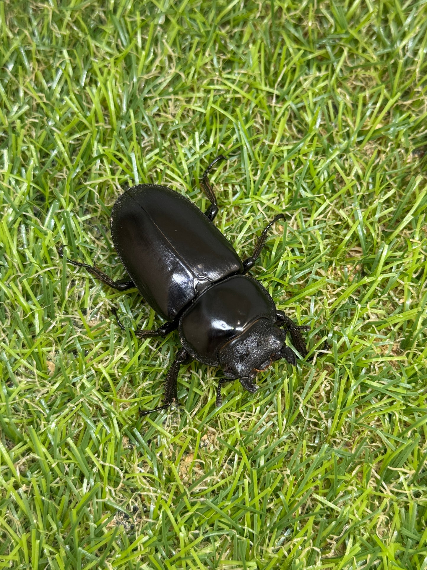 インド アンタエウスオオクワガタ　♂81.5mm成虫ペア