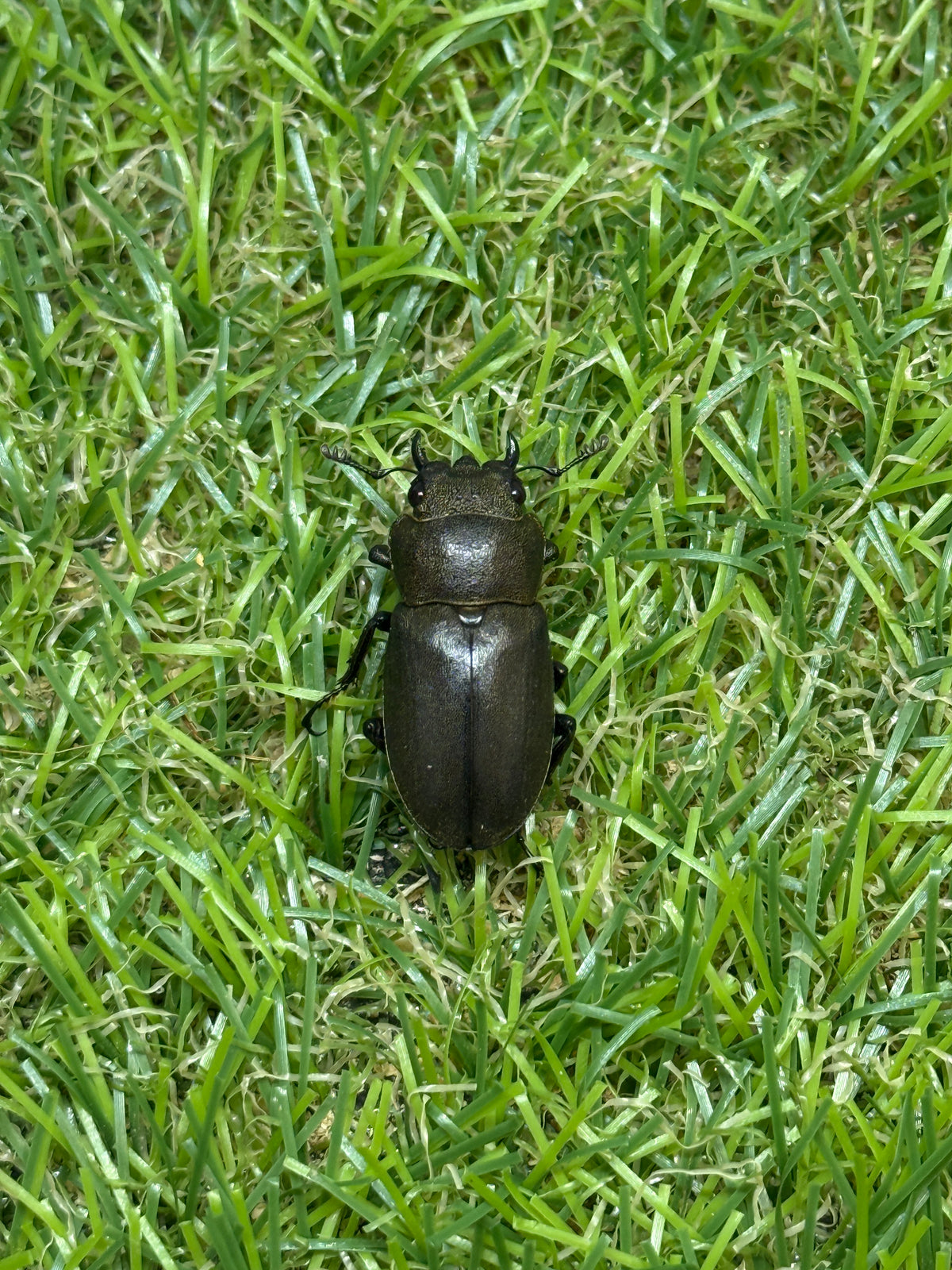 スペキオススホソアカクワガタ　♂58mm成虫ペア