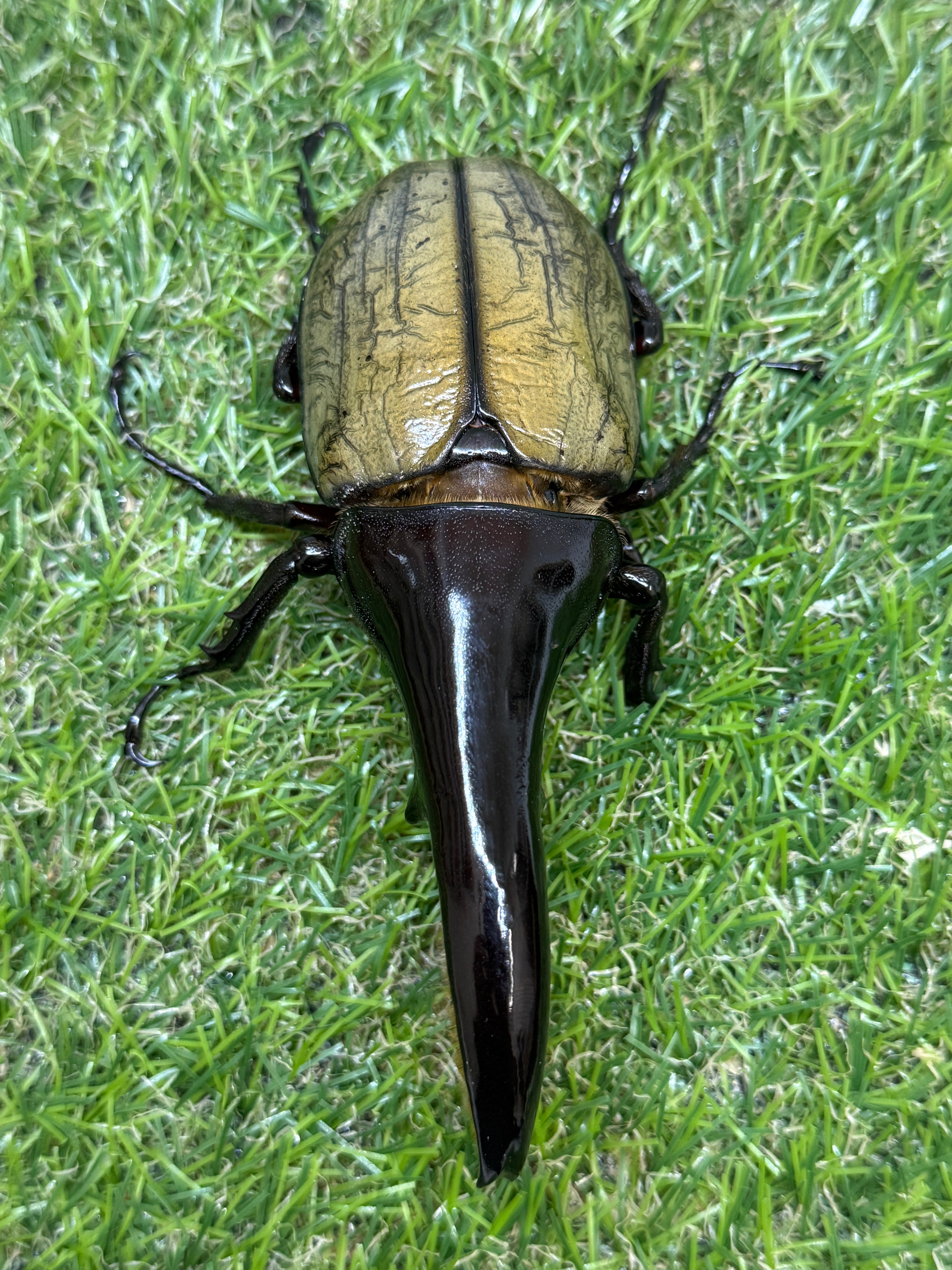 DHヘラクレス　♂ DH・ヘラクレス(極短極太) ♂114mm単品 – 昆虫ショップNexus