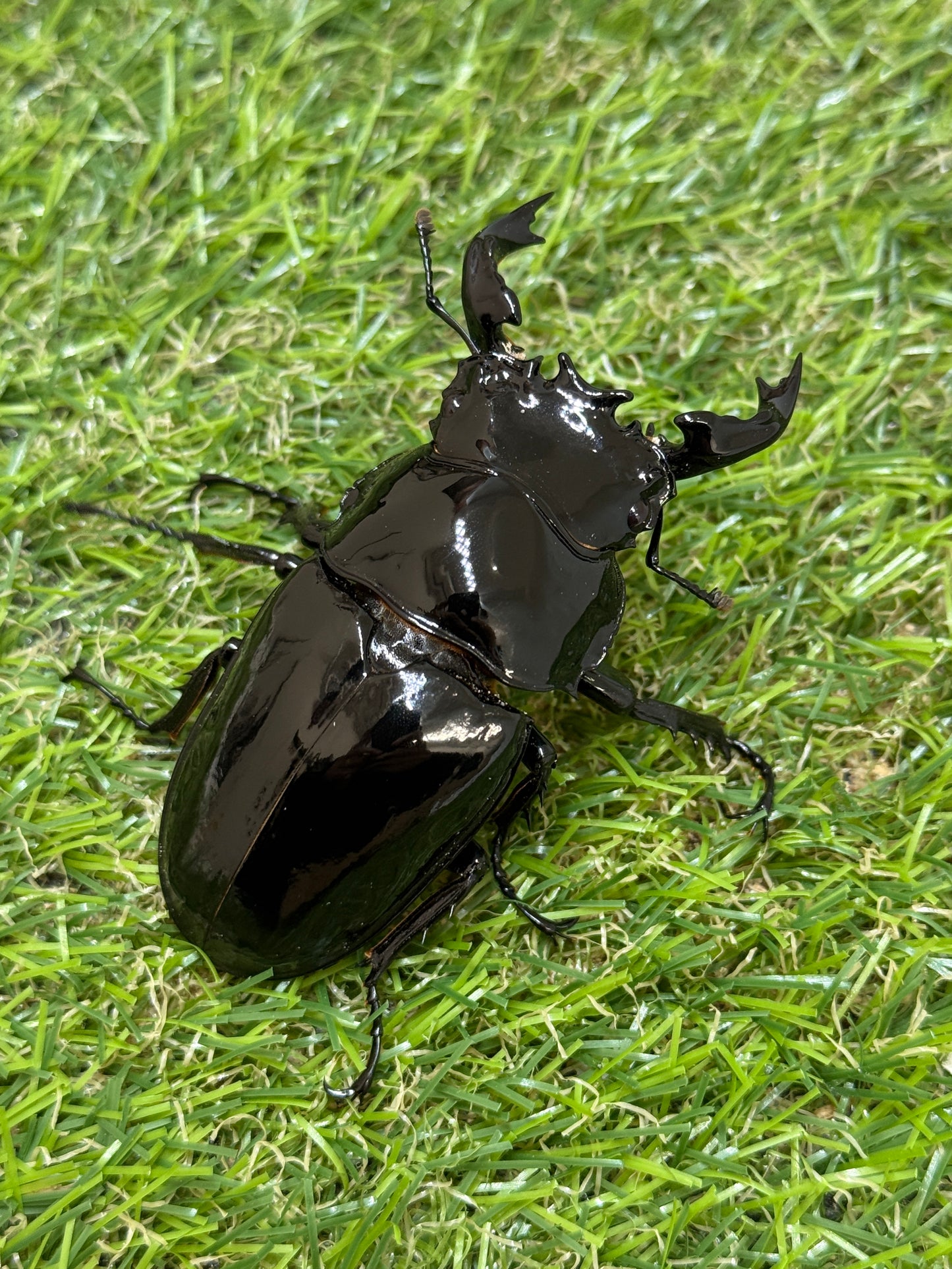 タランドゥスオオツヤクワガタ　♂74mm成虫ペア
