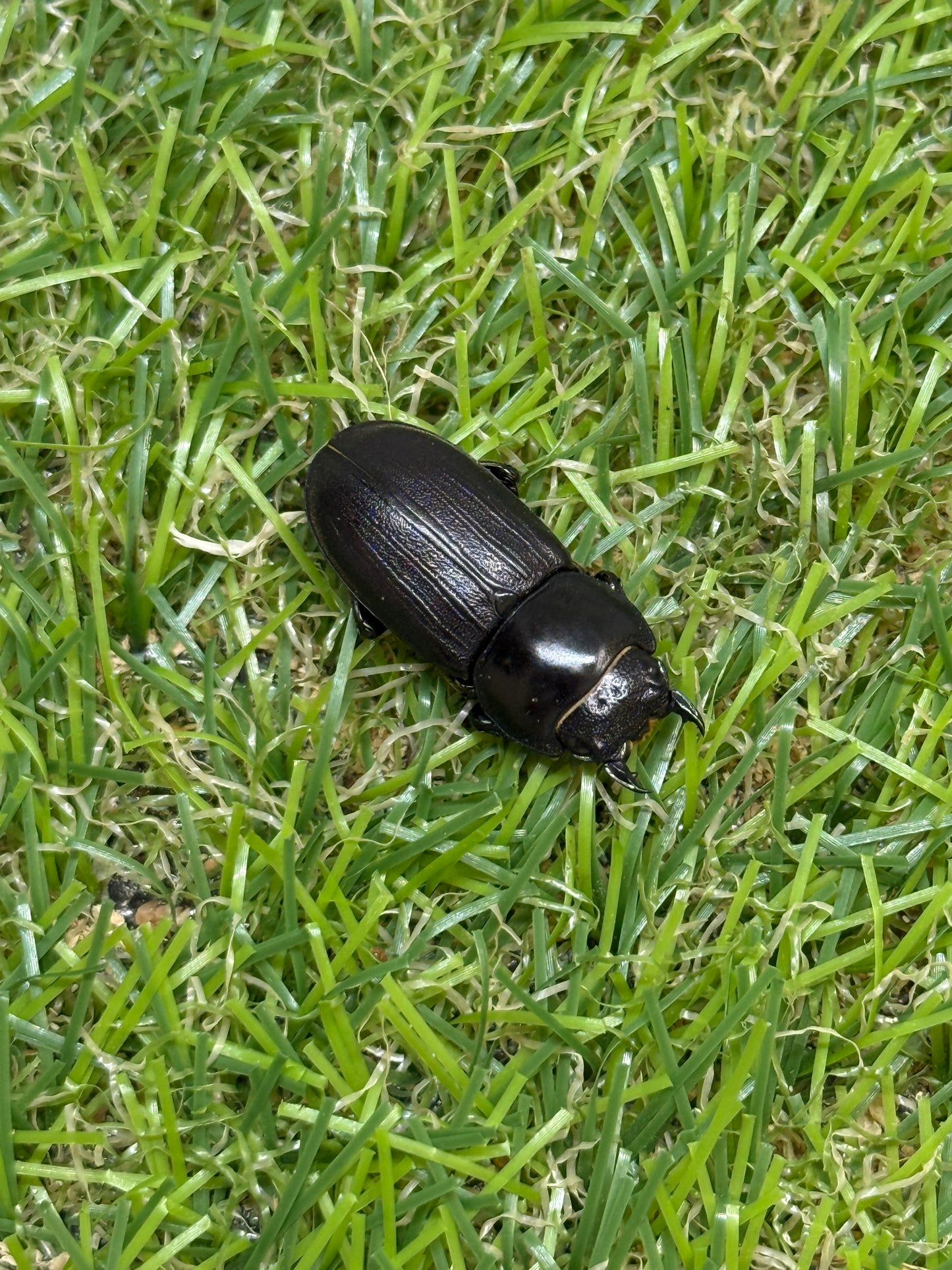 ミークヒラタクワガタ亜種ジャスミン　♂37.4mm成虫ペア