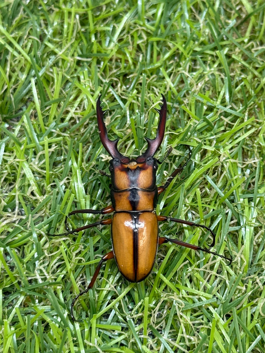 カネギエーテルノコギリクワガタ　♂36mm成虫ペア