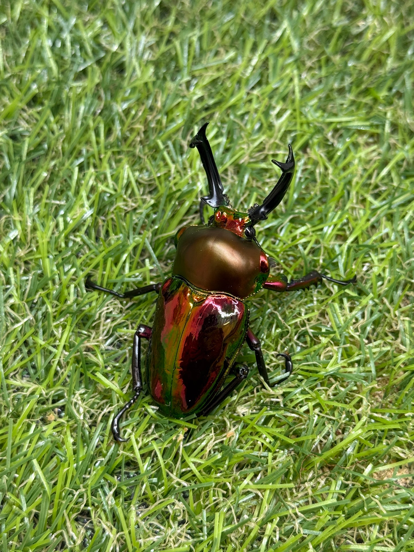 ニジイロクワガタ(レッド系)　♂54mm成虫ペア