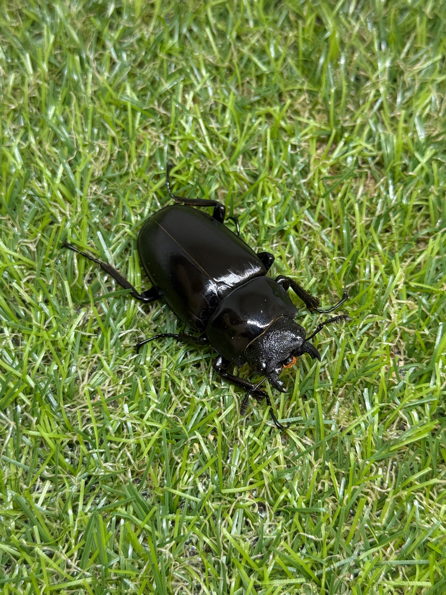 ギラファノコギリクワガタ　ケイスケ　♂102mm成虫ペア
