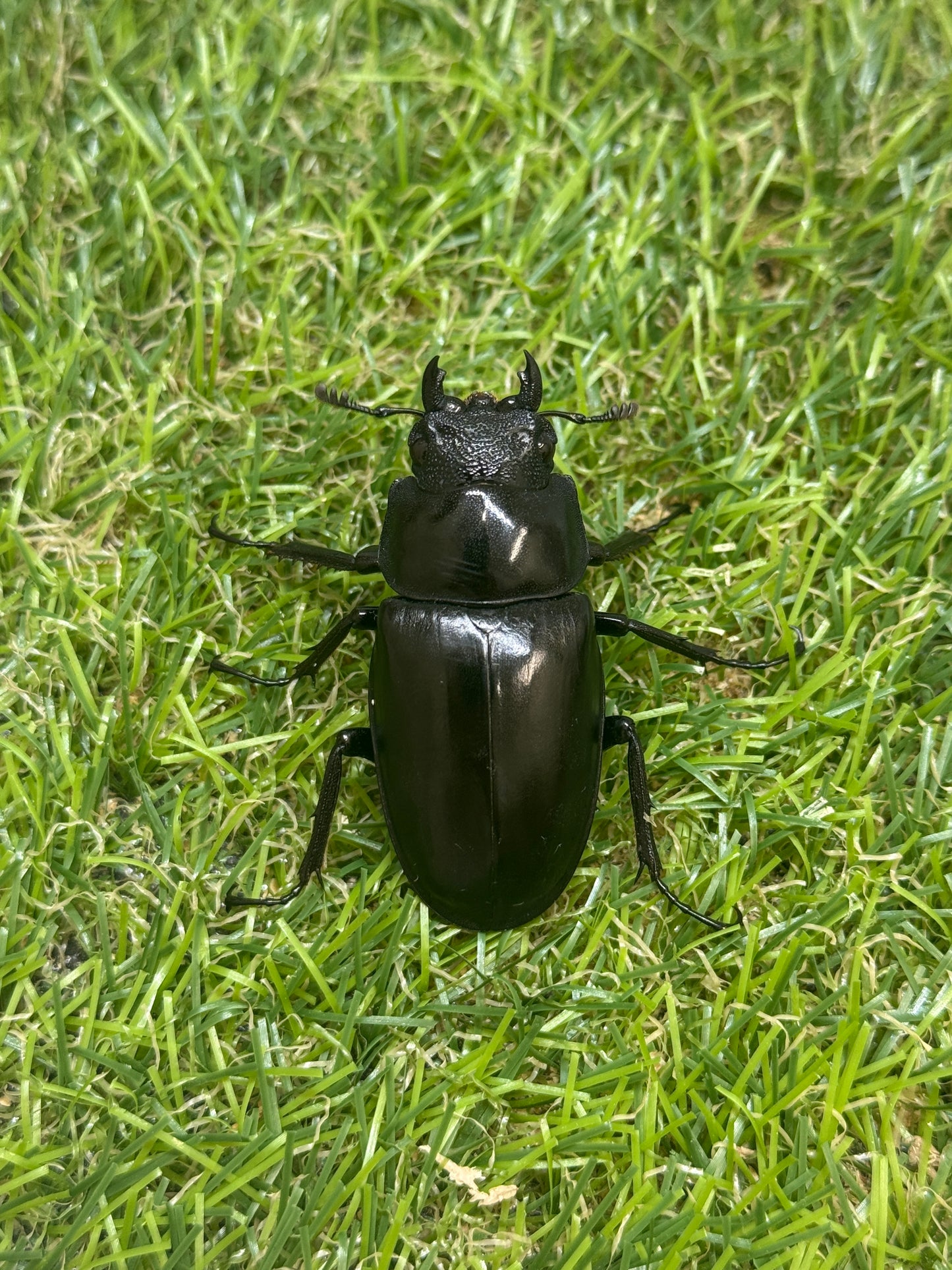 ギラファノコギリクワガタ　ケイスケ　♂93.5mm成虫ペア