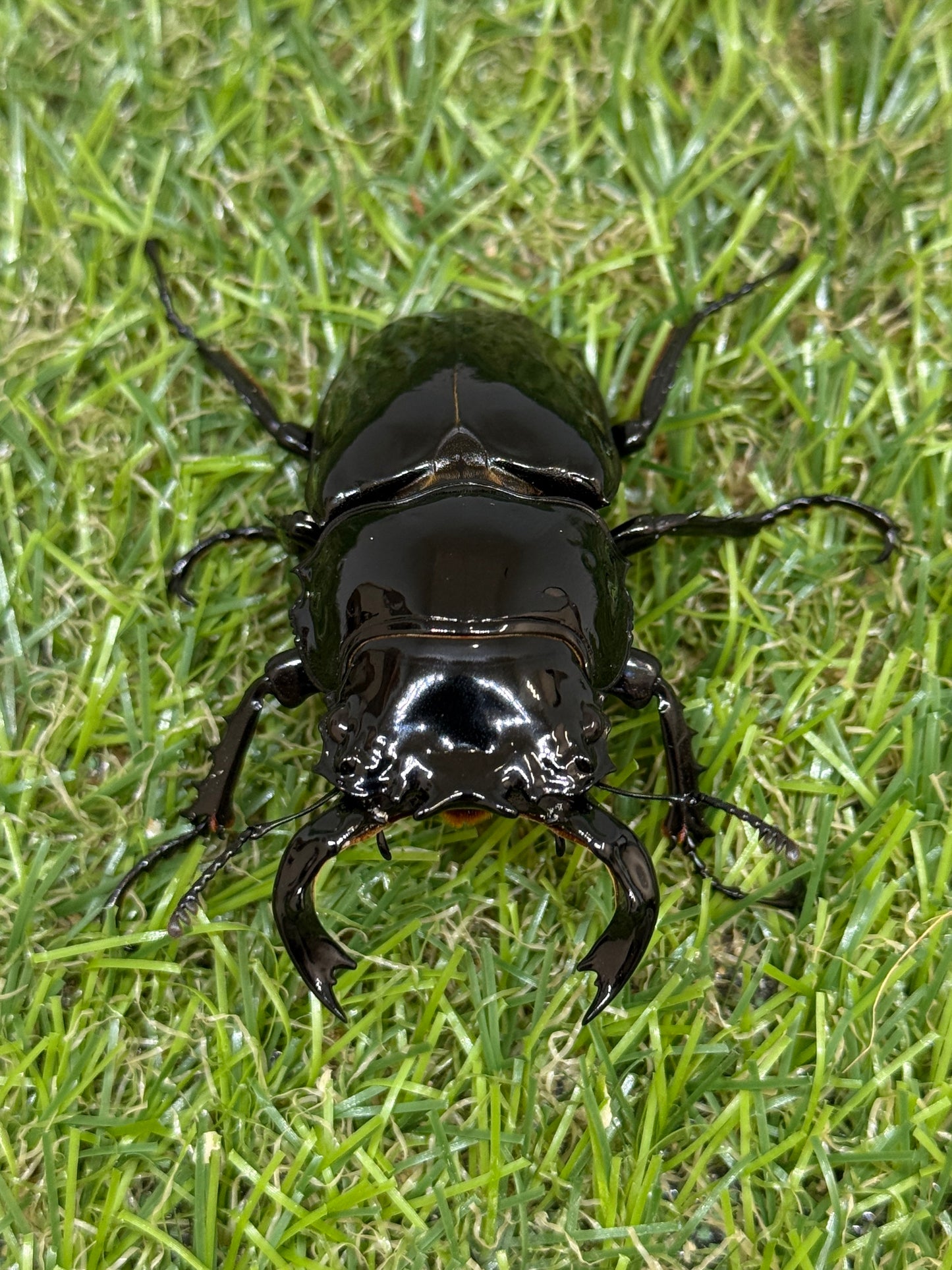 タランドゥスオオツヤクワガタ　♂65mm成虫ペア