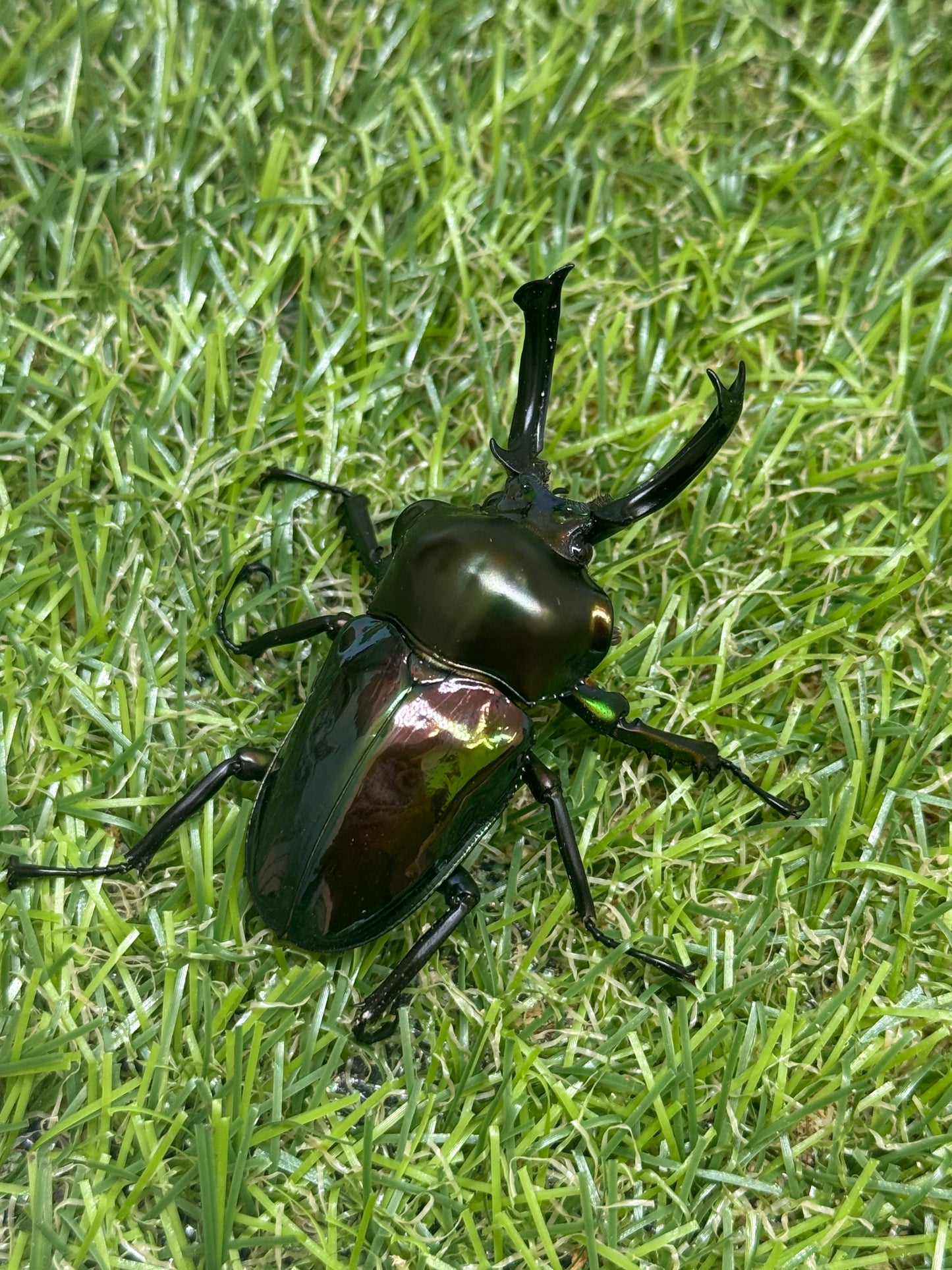 ニジイロクワガタ　♂54mm成虫ペア