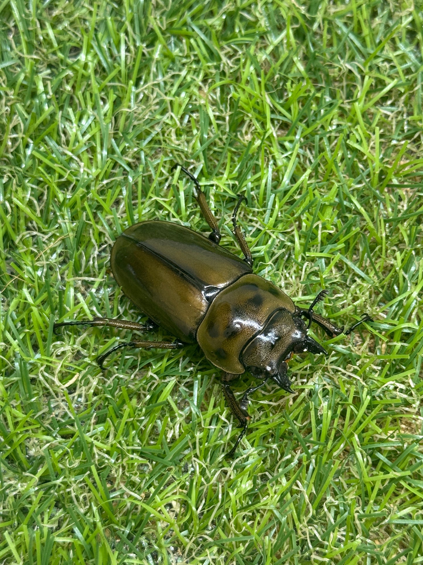 ババオウゴンオニクワガタ　♂56.6mm成虫ペア