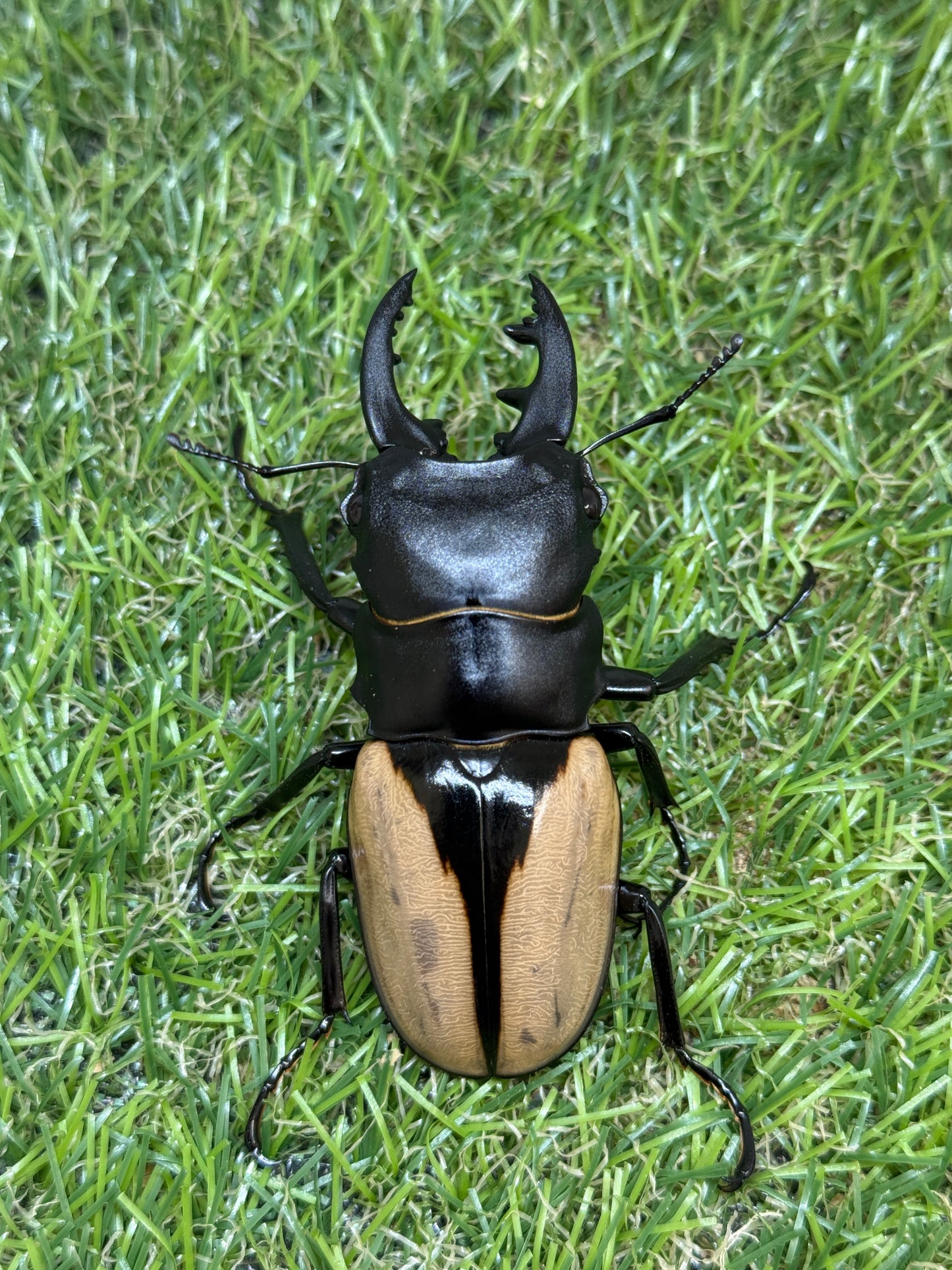 ブルマイスターツヤクワガタ　♂73.8mm成虫ペア