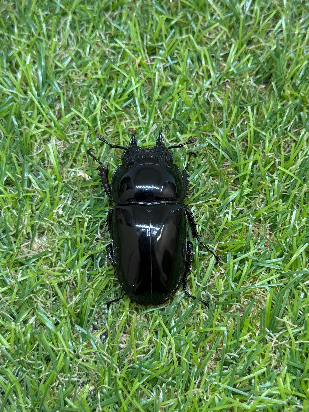 レギウスオオツヤクワガタ　♂65.8mm成虫ペア