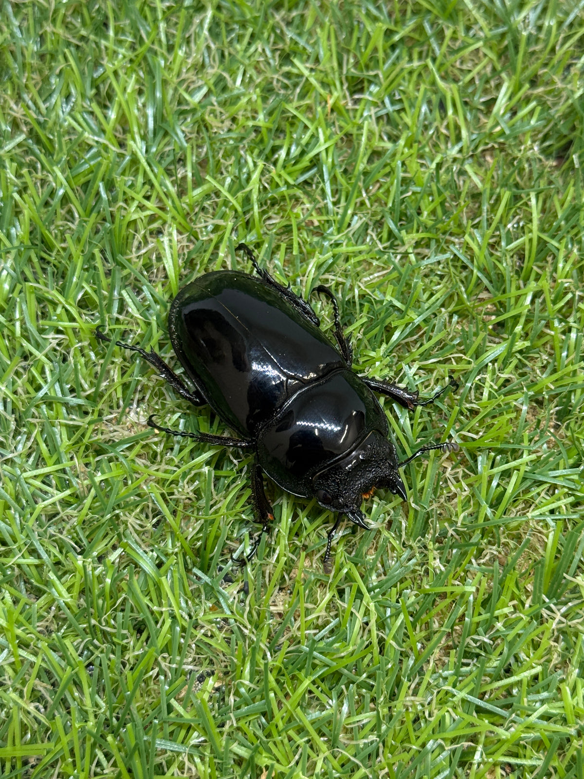 レギウスオオツヤクワガタ　♂65.8mm成虫ペア
