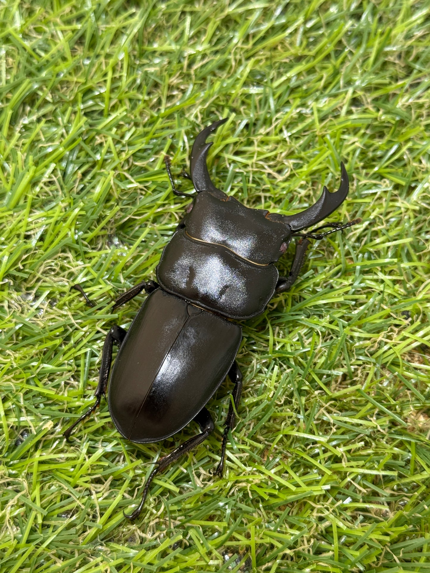 シェンクリンクオオクワガタ(レッドアイ血統)♂64mm　成虫ペア