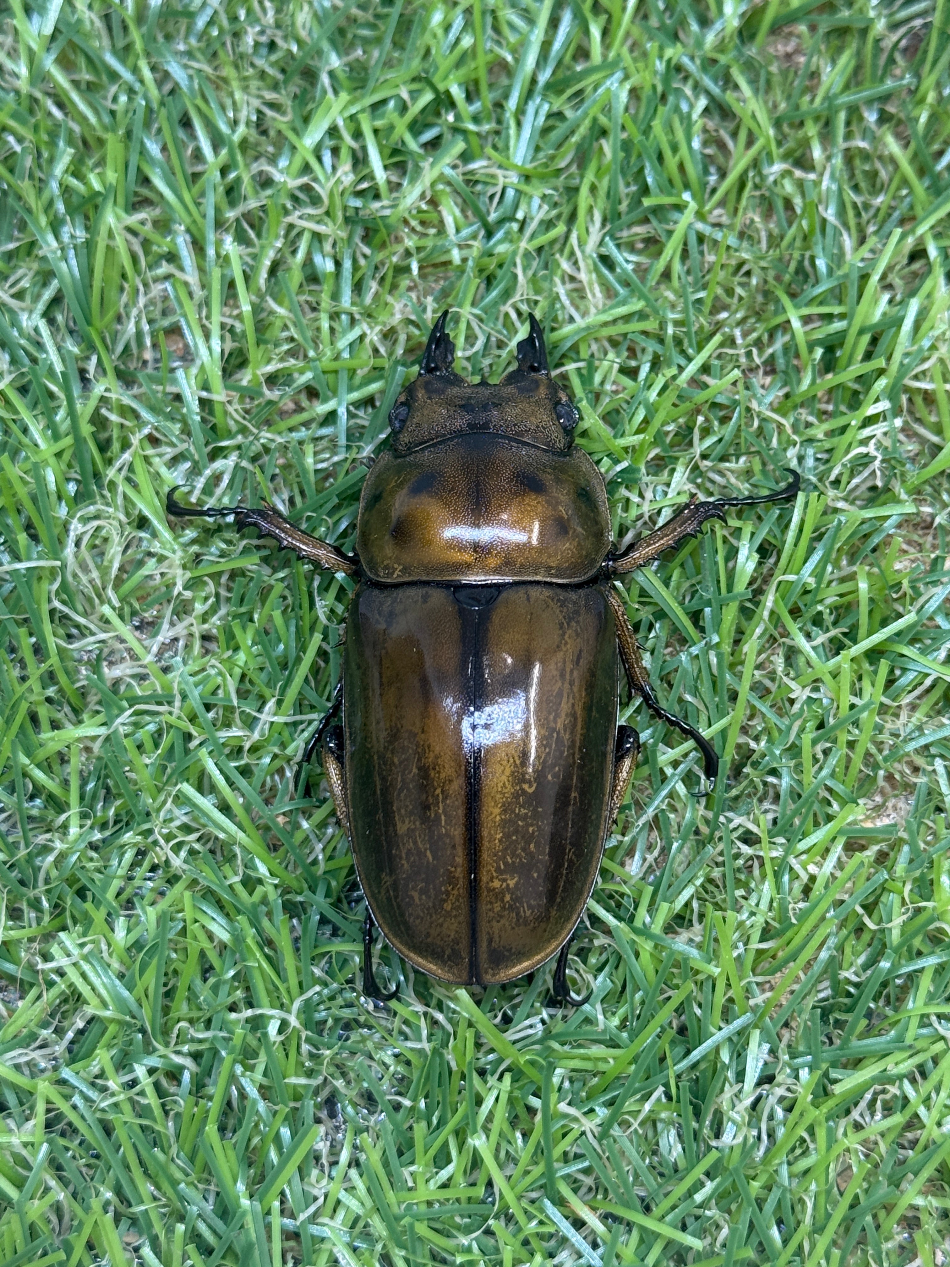 オウゴンオニクワガタ – 昆虫ショップNexus