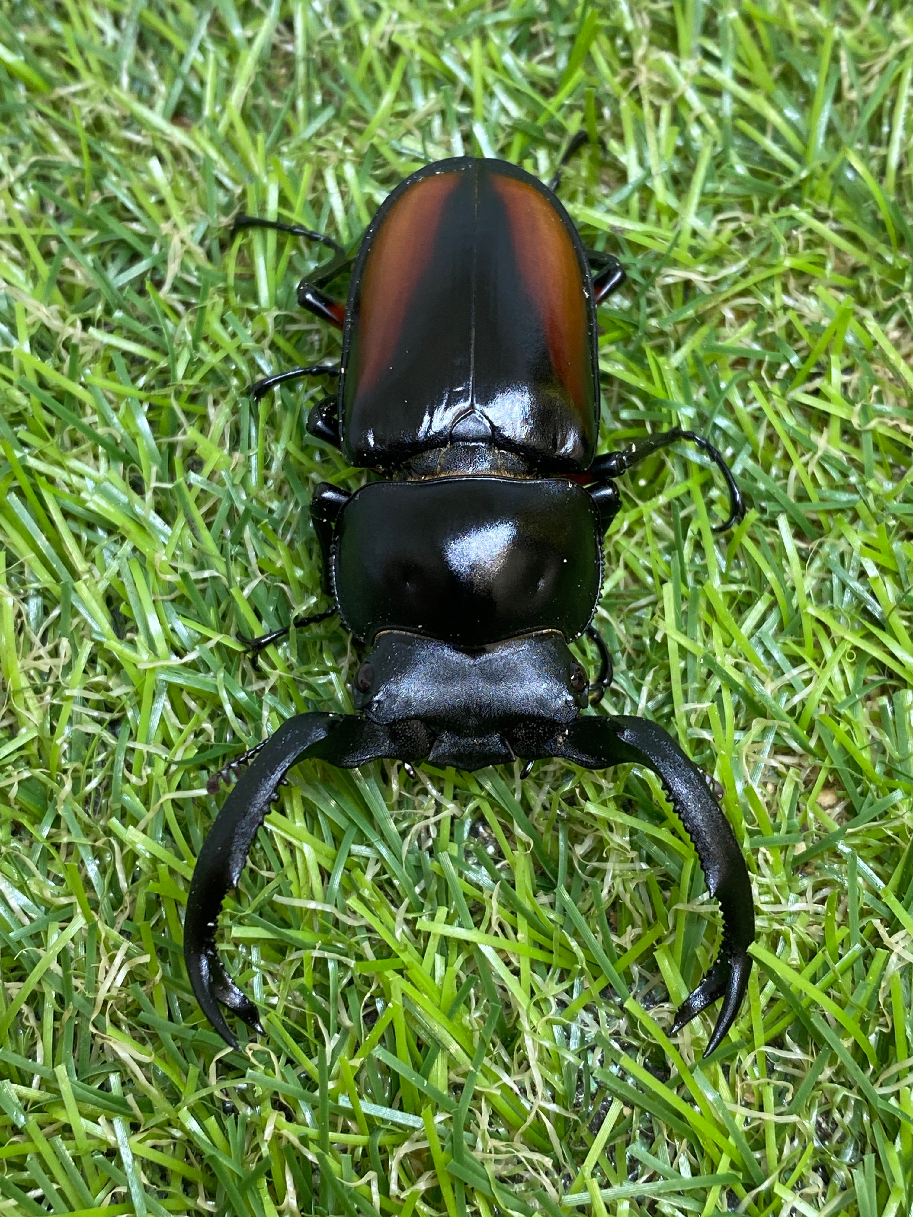 ☆ カイナンシカクワガタ(海南 シカ クワガタ)使用済み♂単品 ☆ - 虫類